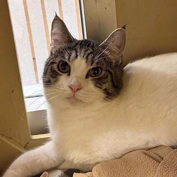 Enlarge Six, a Adoptable mixed breed in Walnut Creek, CA image 3/4