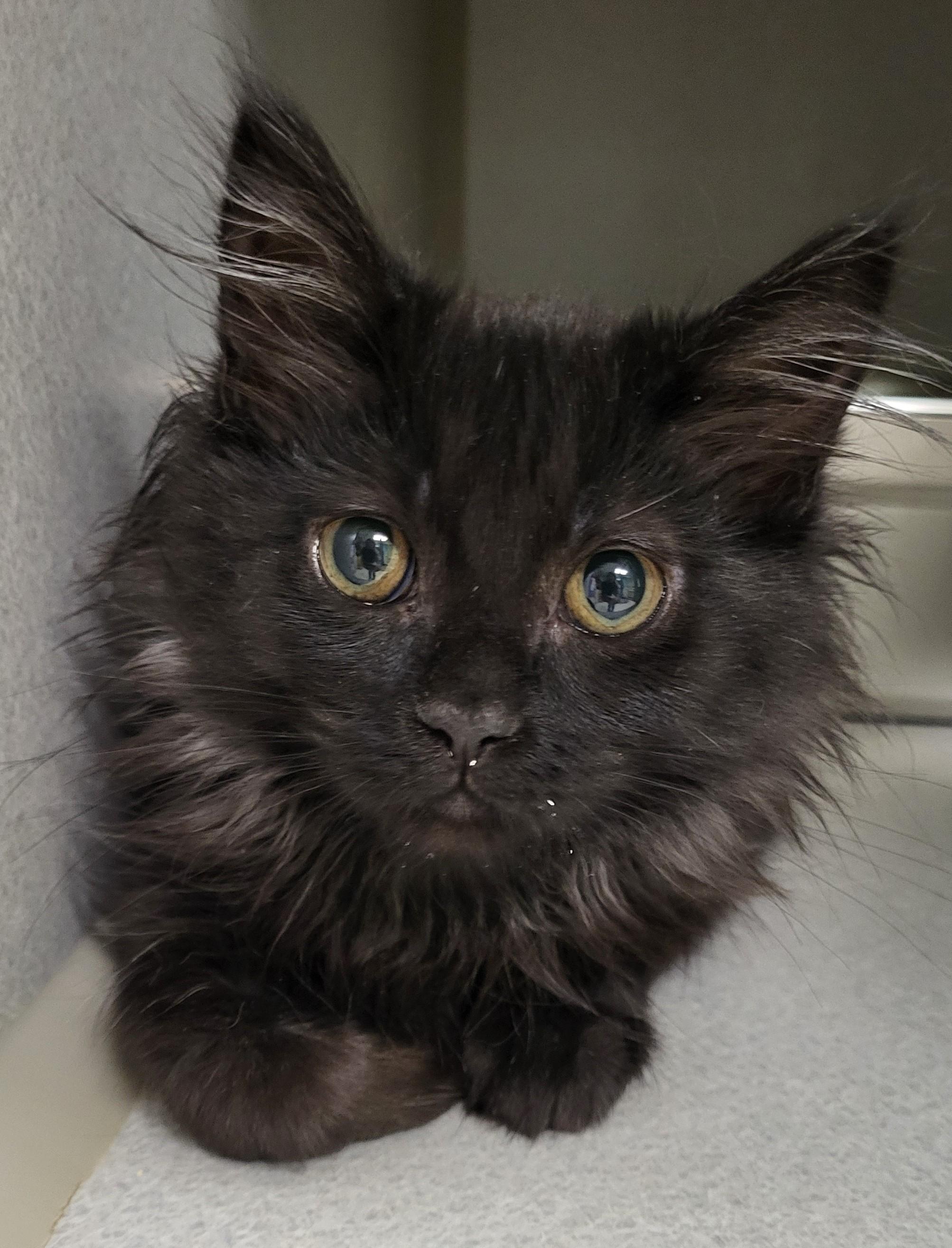 Little Baby, adopted, Kitten Female Domestic Medium Hair.