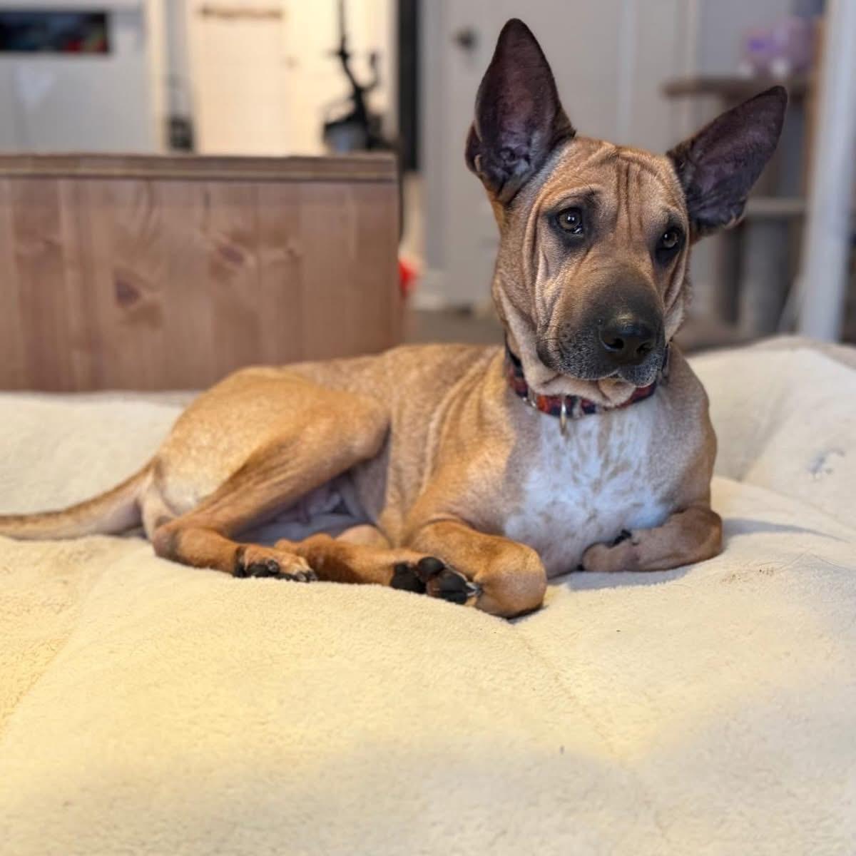 Enlarge Ashley, an adopted mixed breed in Newmarket, ON image 1/6