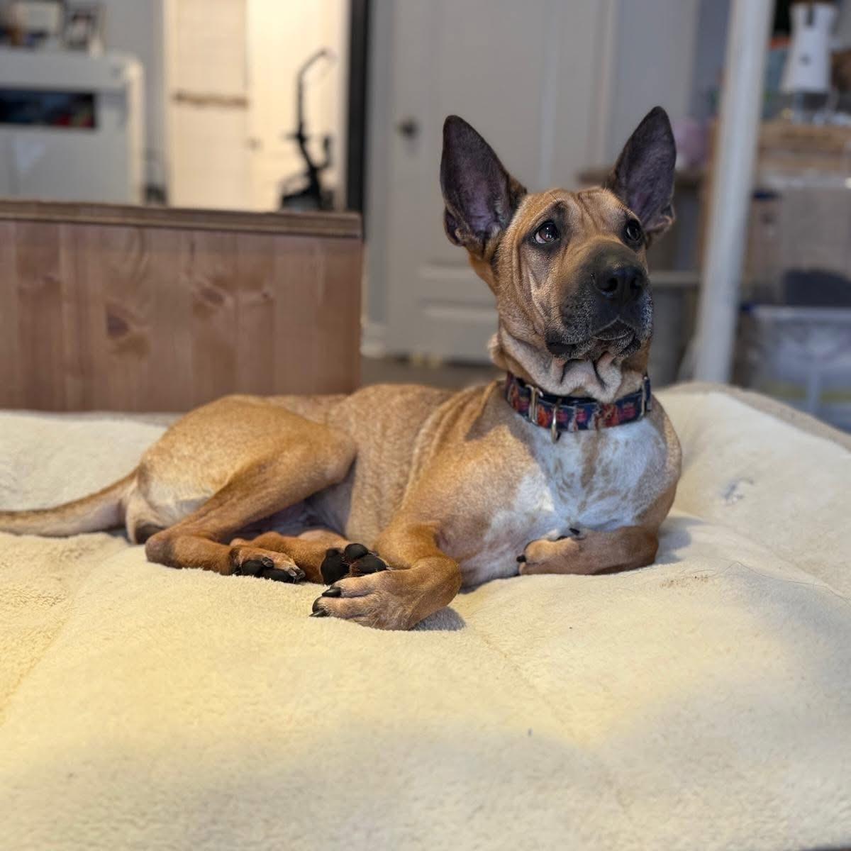 Enlarge Ashley, an adopted mixed breed in Newmarket, ON image 3/6