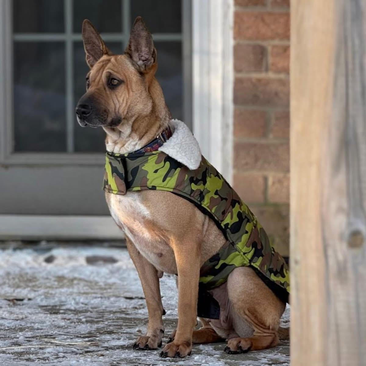 Enlarge Ashley, an adopted mixed breed in Newmarket, ON image 6/6