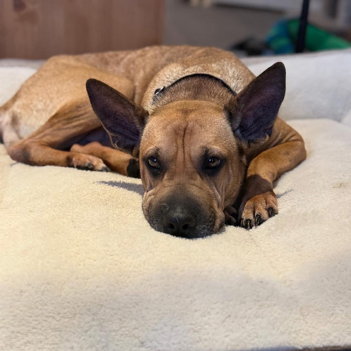 Enlarge Ashley, an adopted mixed breed in Newmarket, ON image 4/6