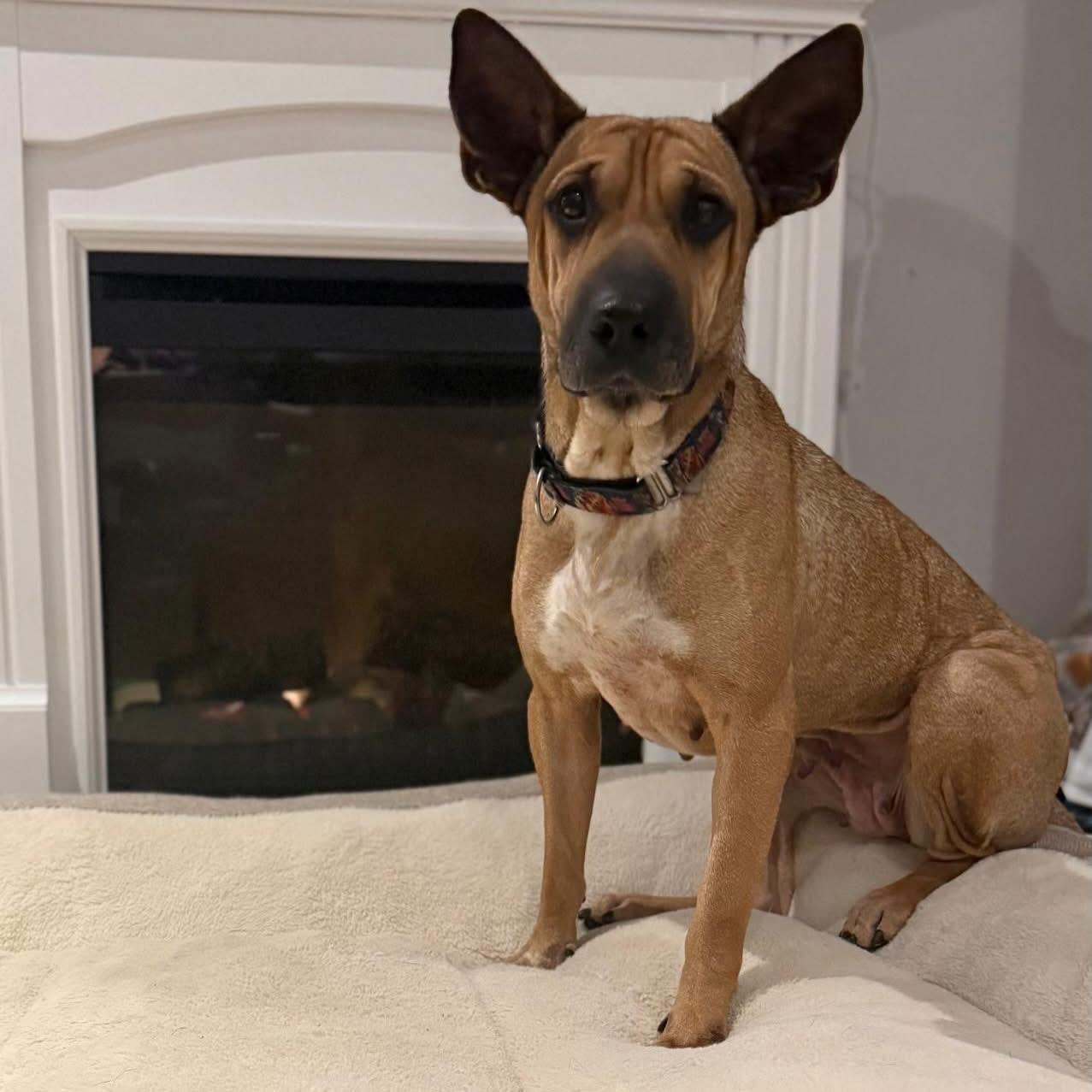 Enlarge Ashley, an adopted mixed breed in Newmarket, ON image 2/6