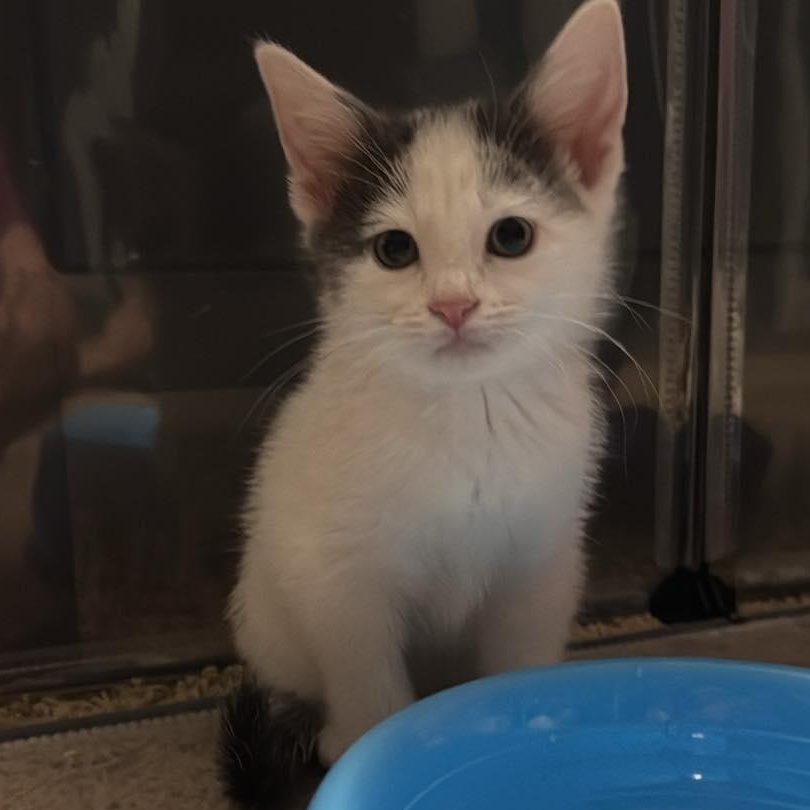 Milkshake, adopted, Kitten Female Domestic Short Hair.