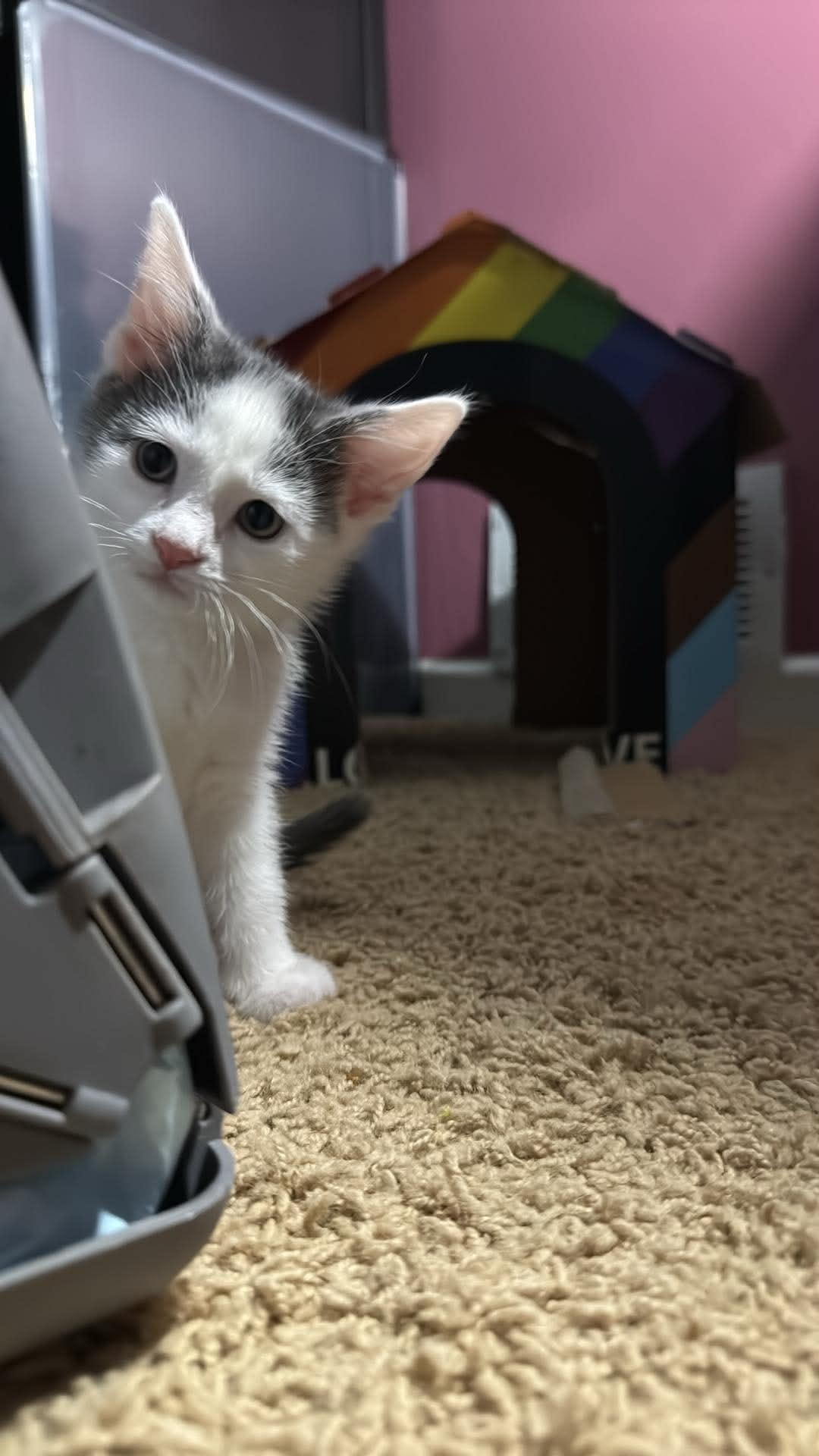 Milkshake, an adopted Domestic Short Hair in Milwaukee, WI image 2/3