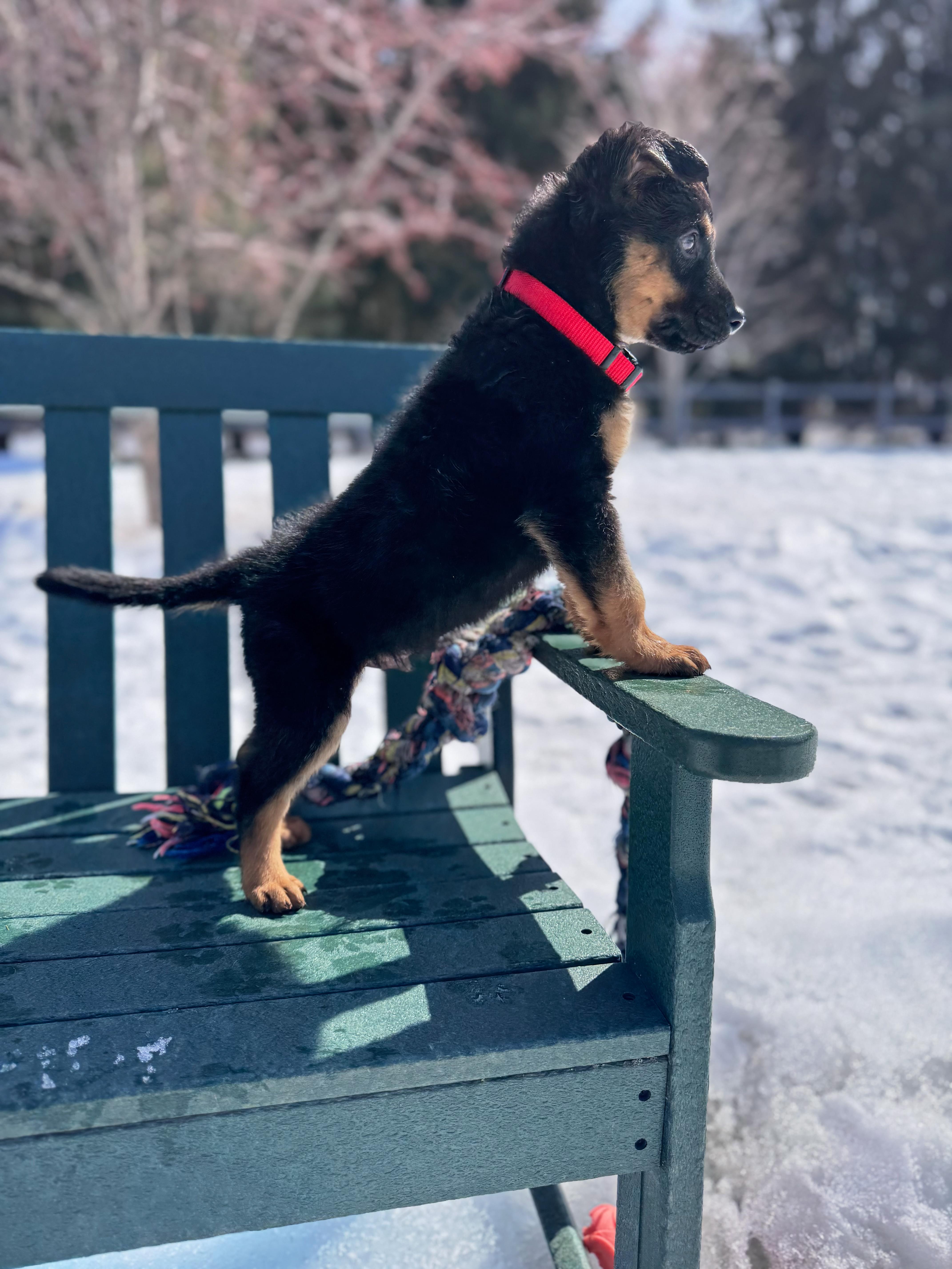 Arlo, an adopted Mixed Breed in Chesterville, ON image 3/3