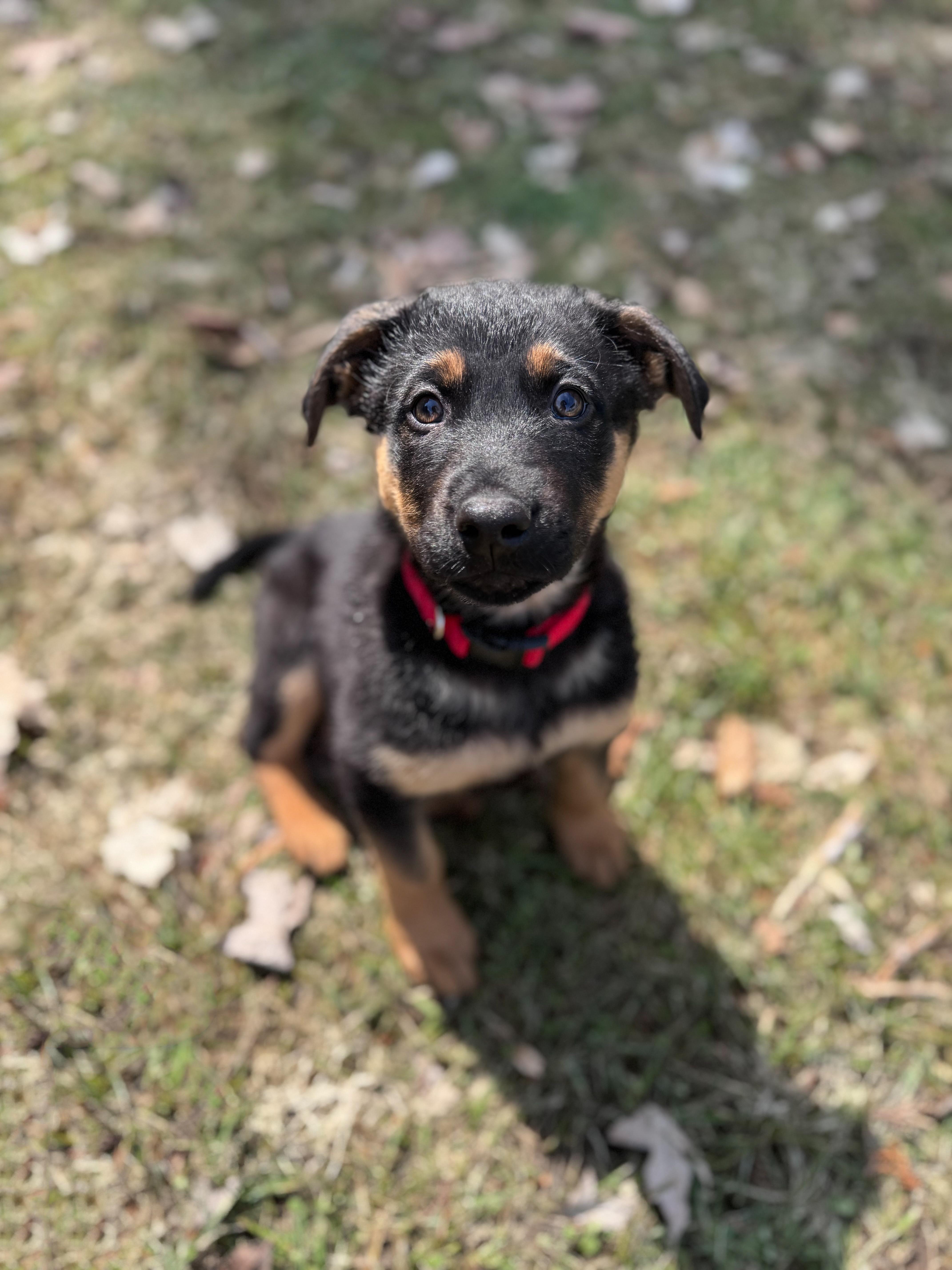 Arlo, an adopted Mixed Breed in Chesterville, ON image 1/3