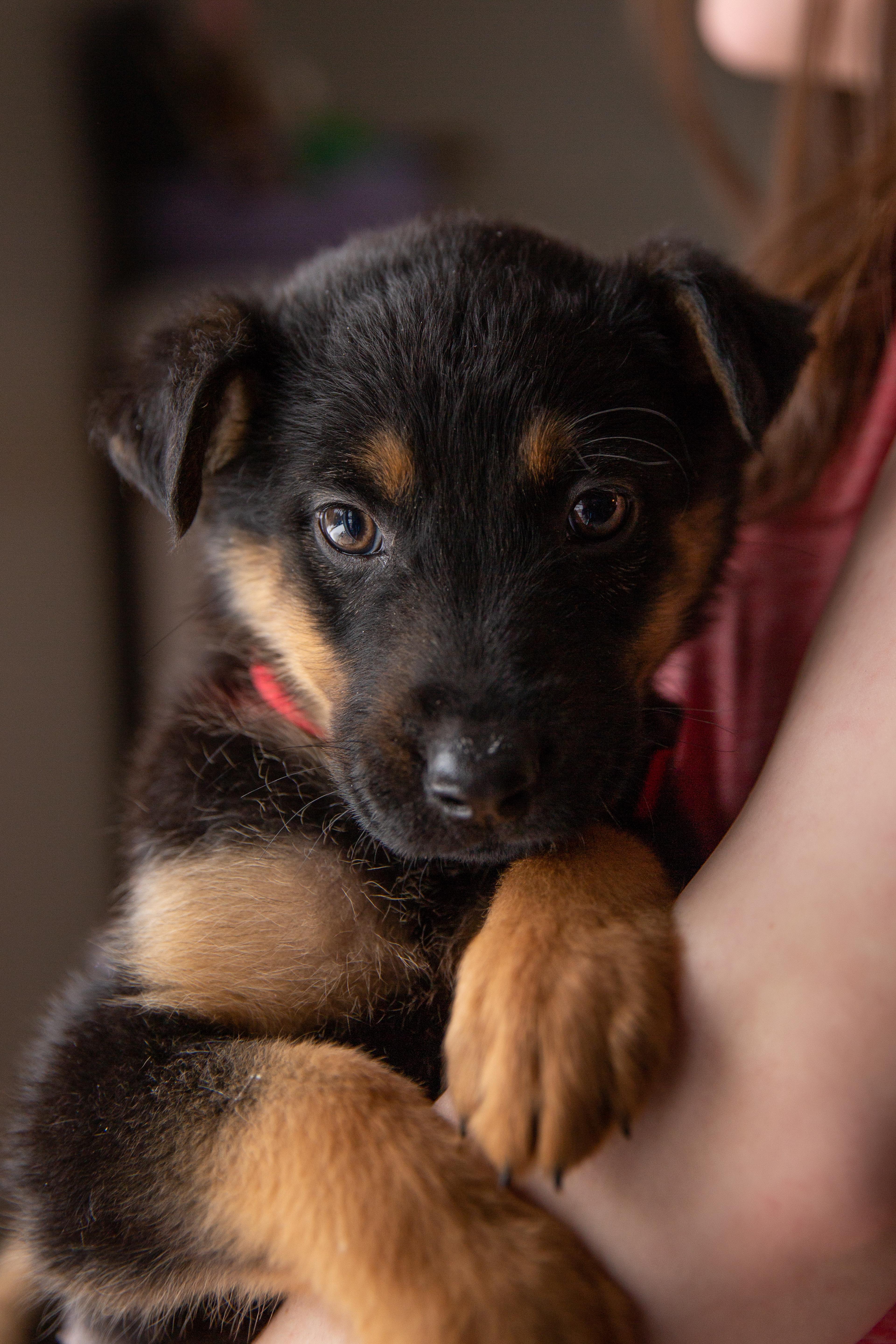 Arlo, an adopted Mixed Breed in Chesterville, ON image 2/3