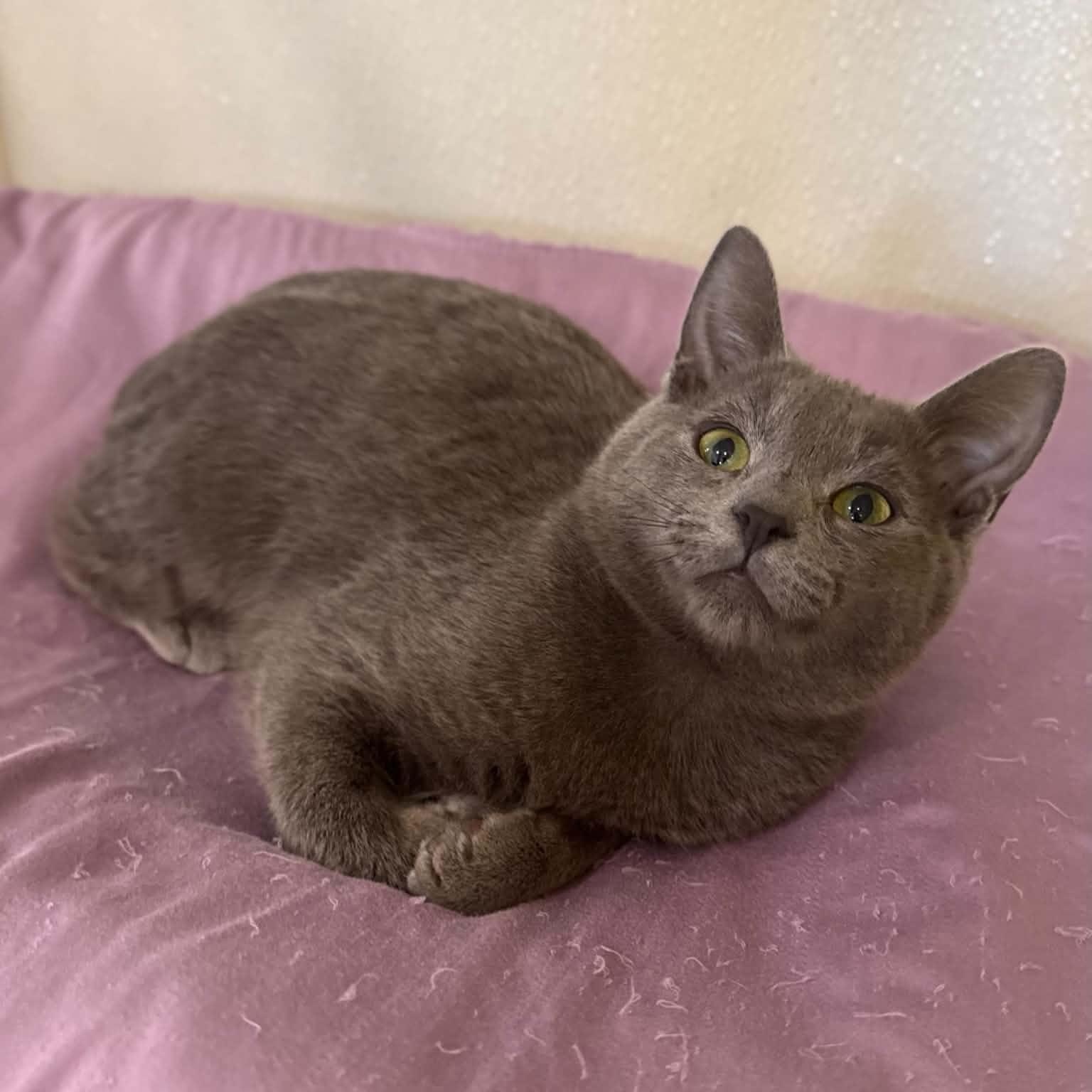 Enlarge California, a Adoptable mixed breed in Penn Yan, NY image 3/5