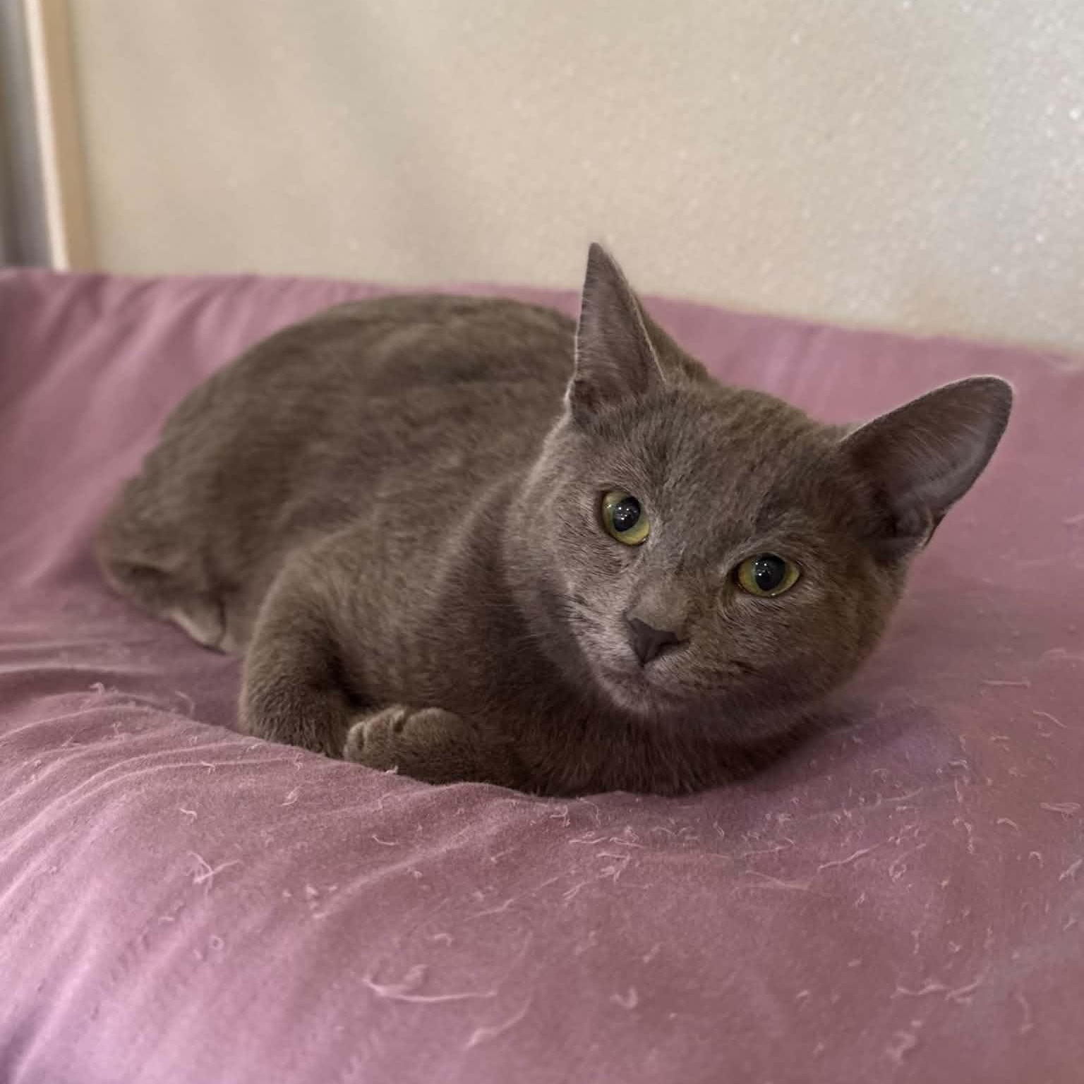 Enlarge California, a Adoptable mixed breed in Penn Yan, NY image 5/5