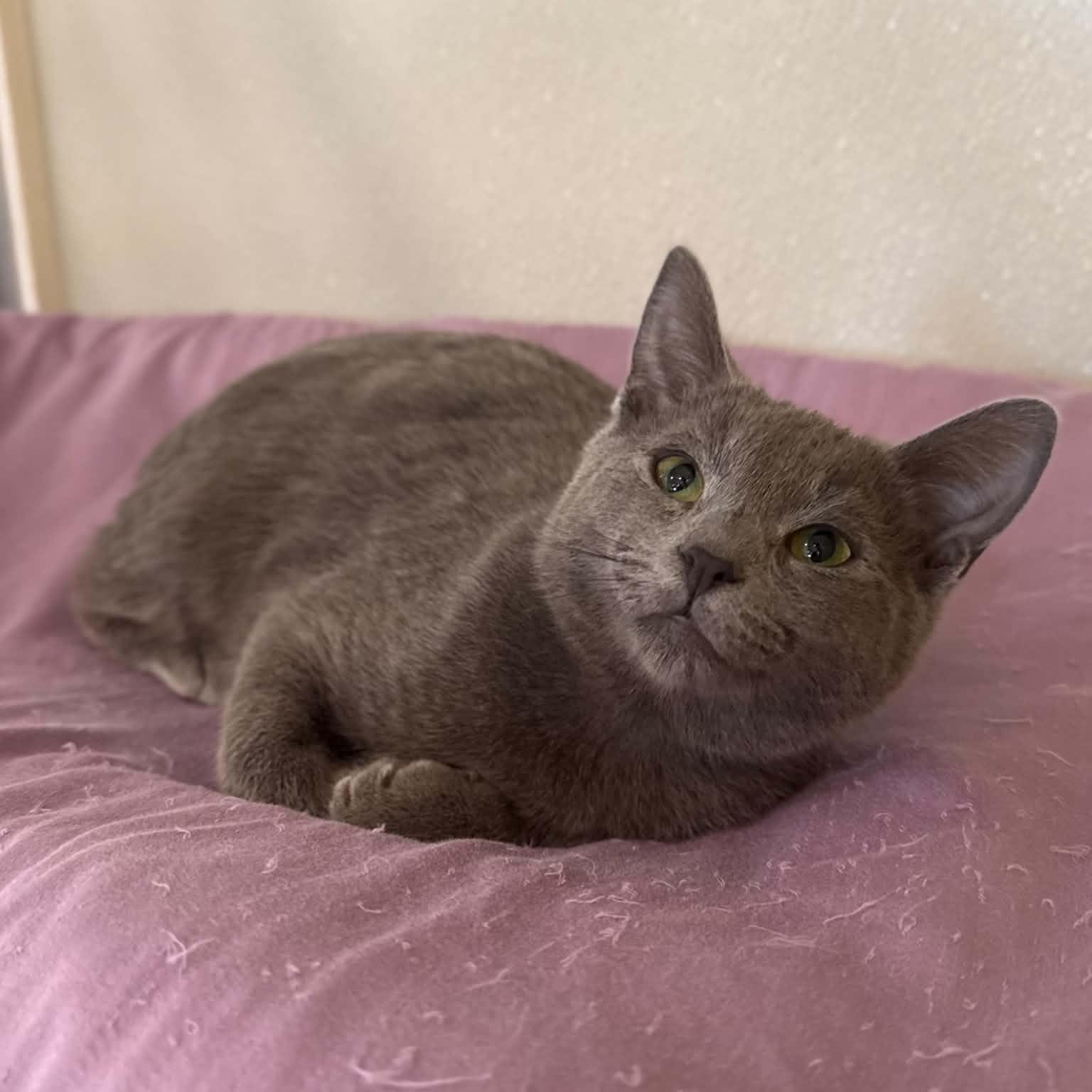 Enlarge California, a Adoptable mixed breed in Penn Yan, NY image 4/5