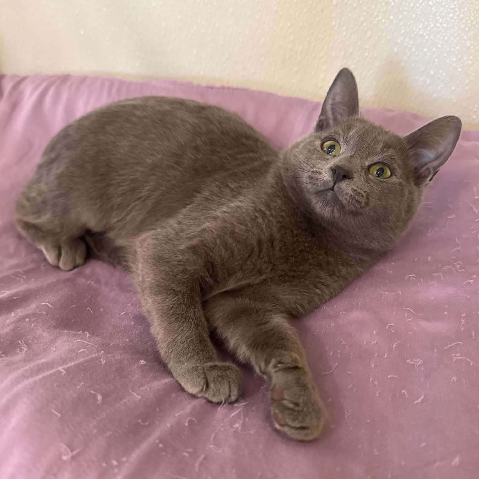 California, Adoptable, Kitten Female Domestic Short Hair.