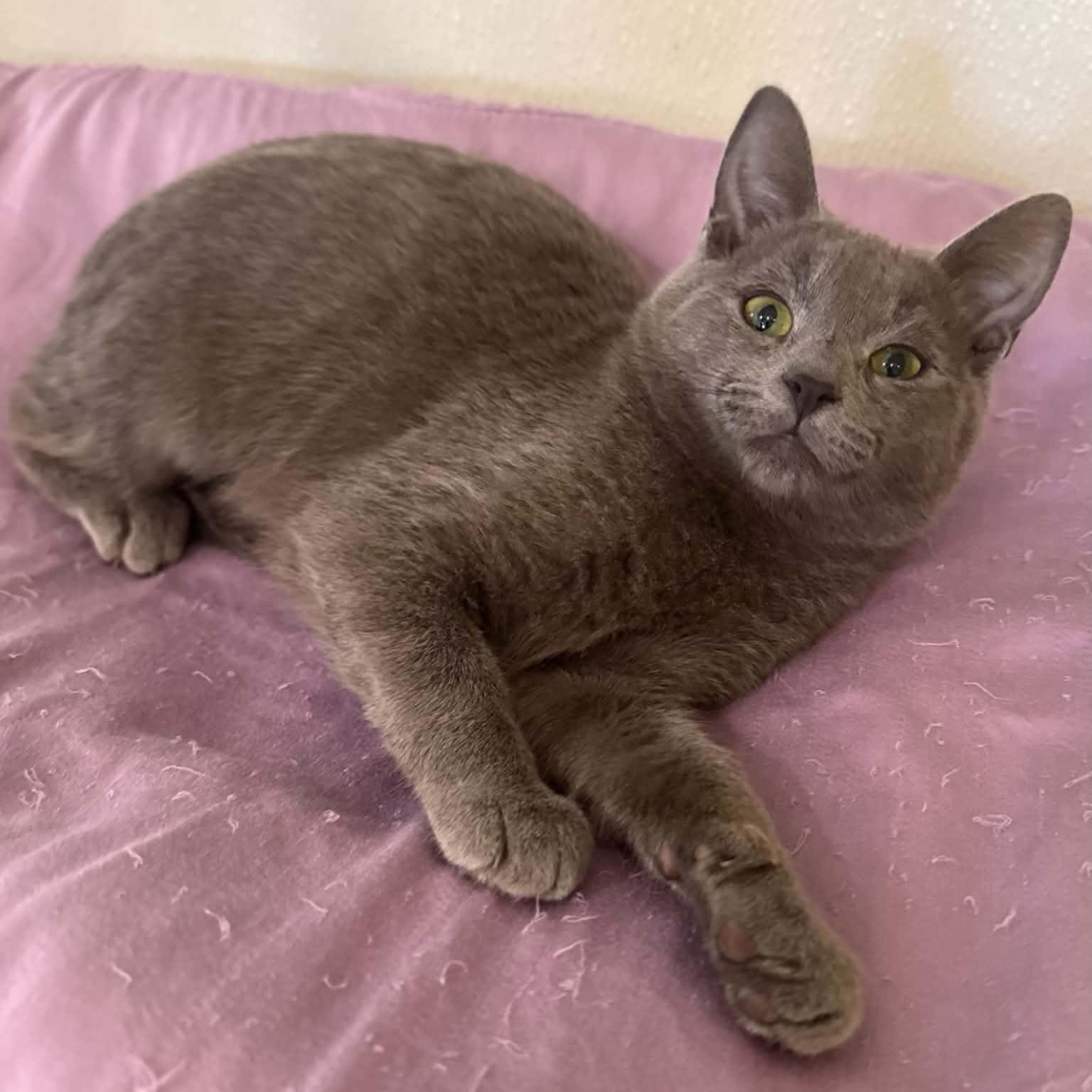 Enlarge California, a Adoptable mixed breed in Penn Yan, NY image 2/5
