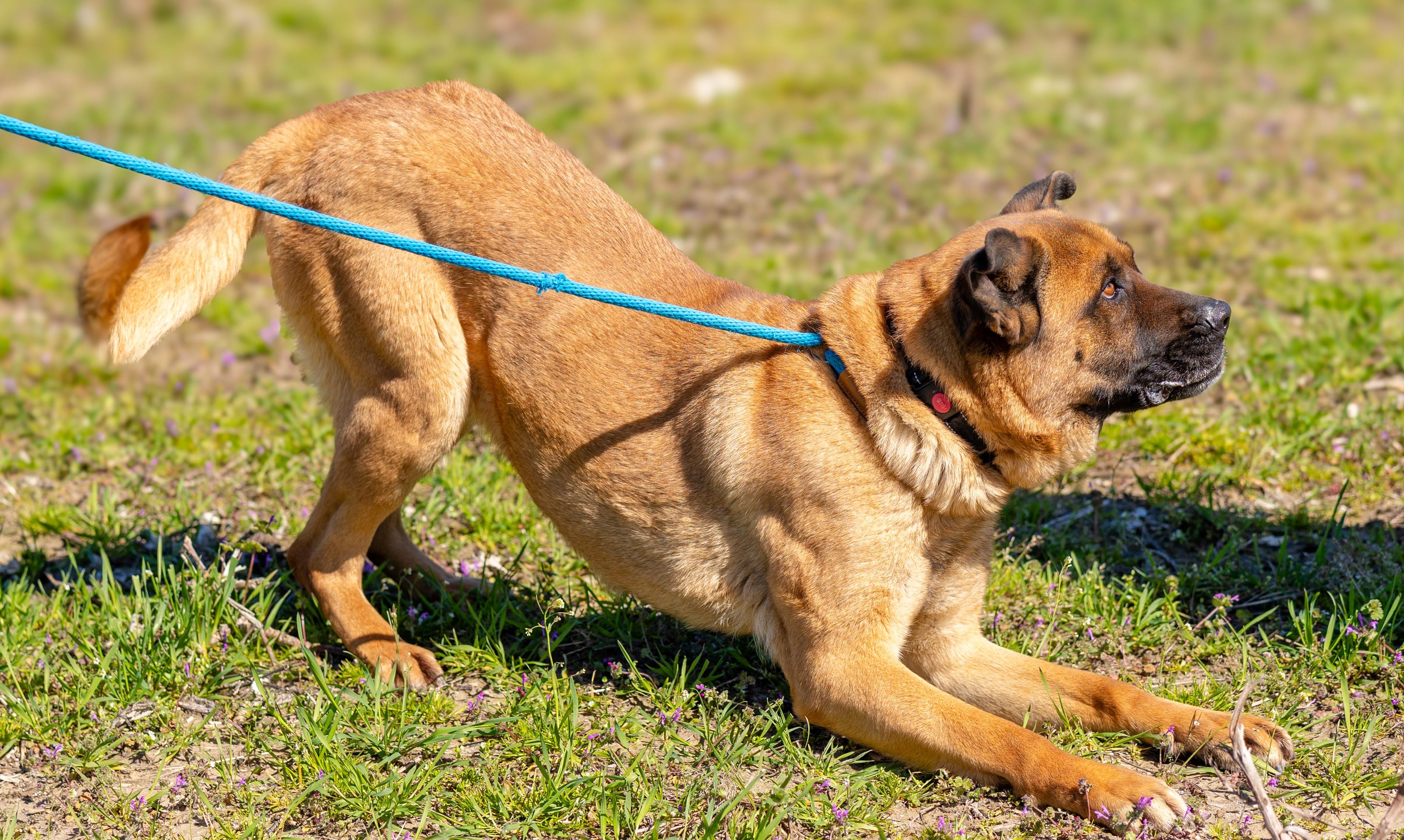 Bonnie-needs a foster, a Adoptable mixed breed in Chesapeake, VA image 6/6