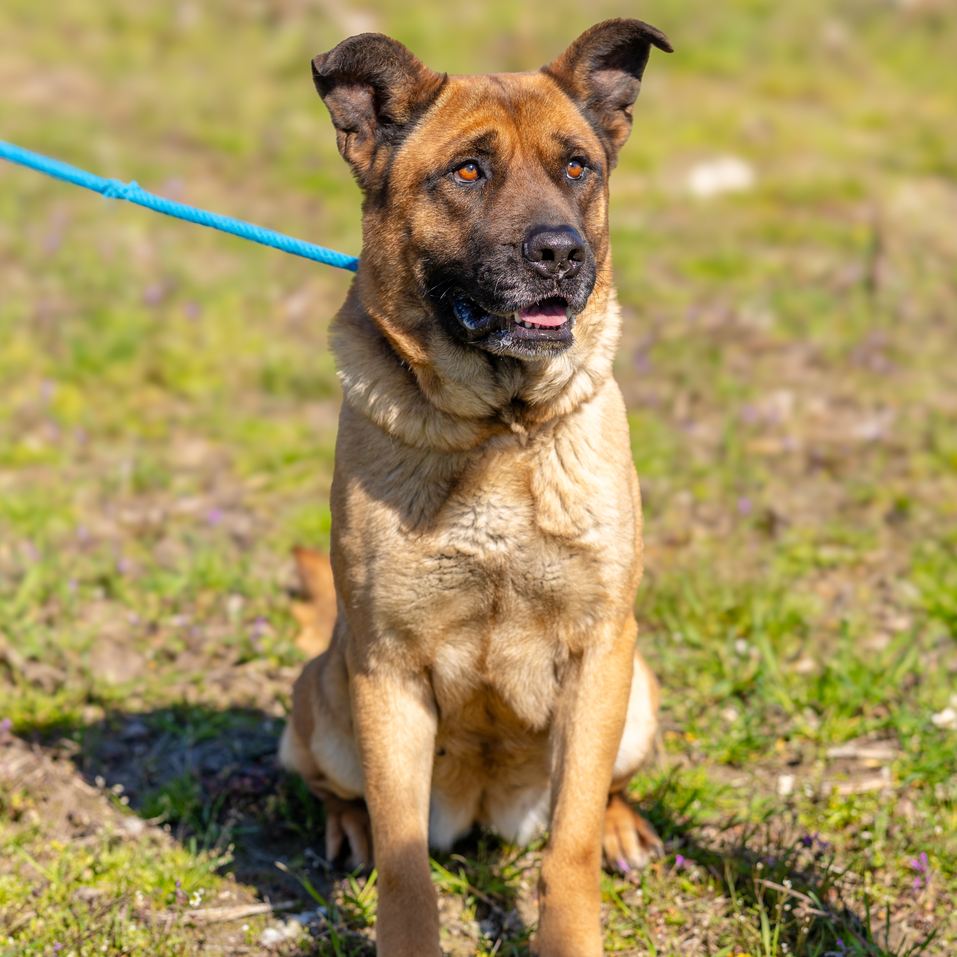 Bonnie-needs a foster, a Adoptable mixed breed in Chesapeake, VA image 2/6