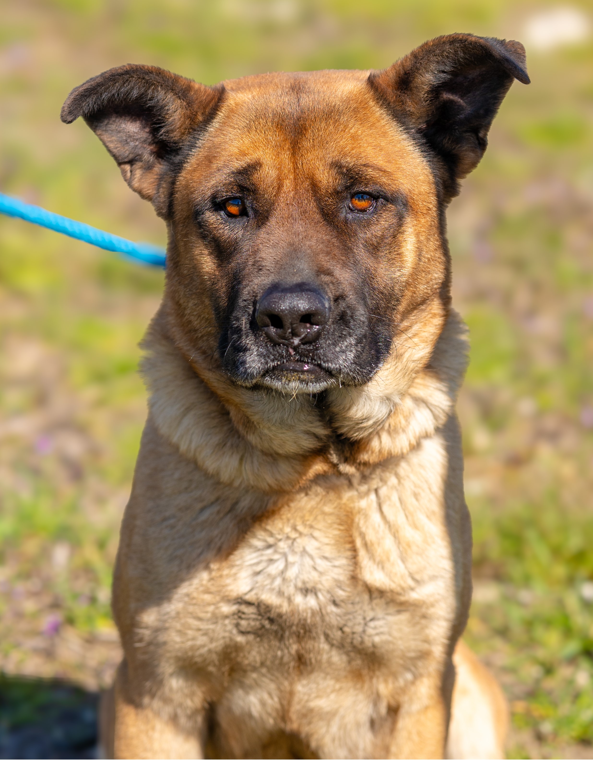 Bonnie-needs a foster, a Adoptable mixed breed in Chesapeake, VA image 3/6
