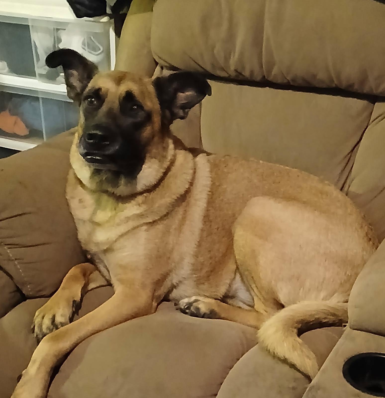 Bonnie-needs a foster, a Adoptable mixed breed in Chesapeake, VA image 1/6