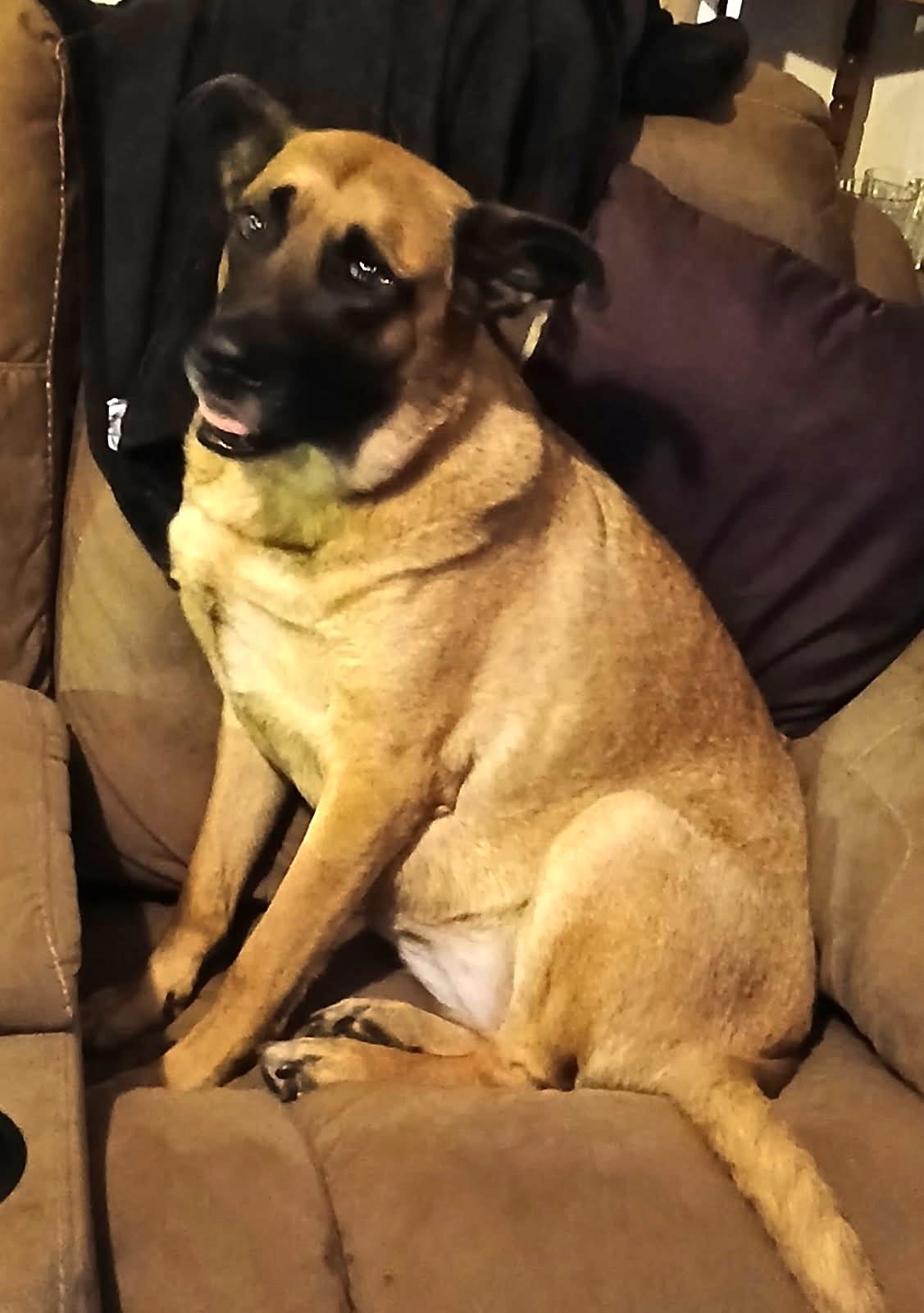 Bonnie-needs a foster, a Adoptable mixed breed in Chesapeake, VA image 5/6