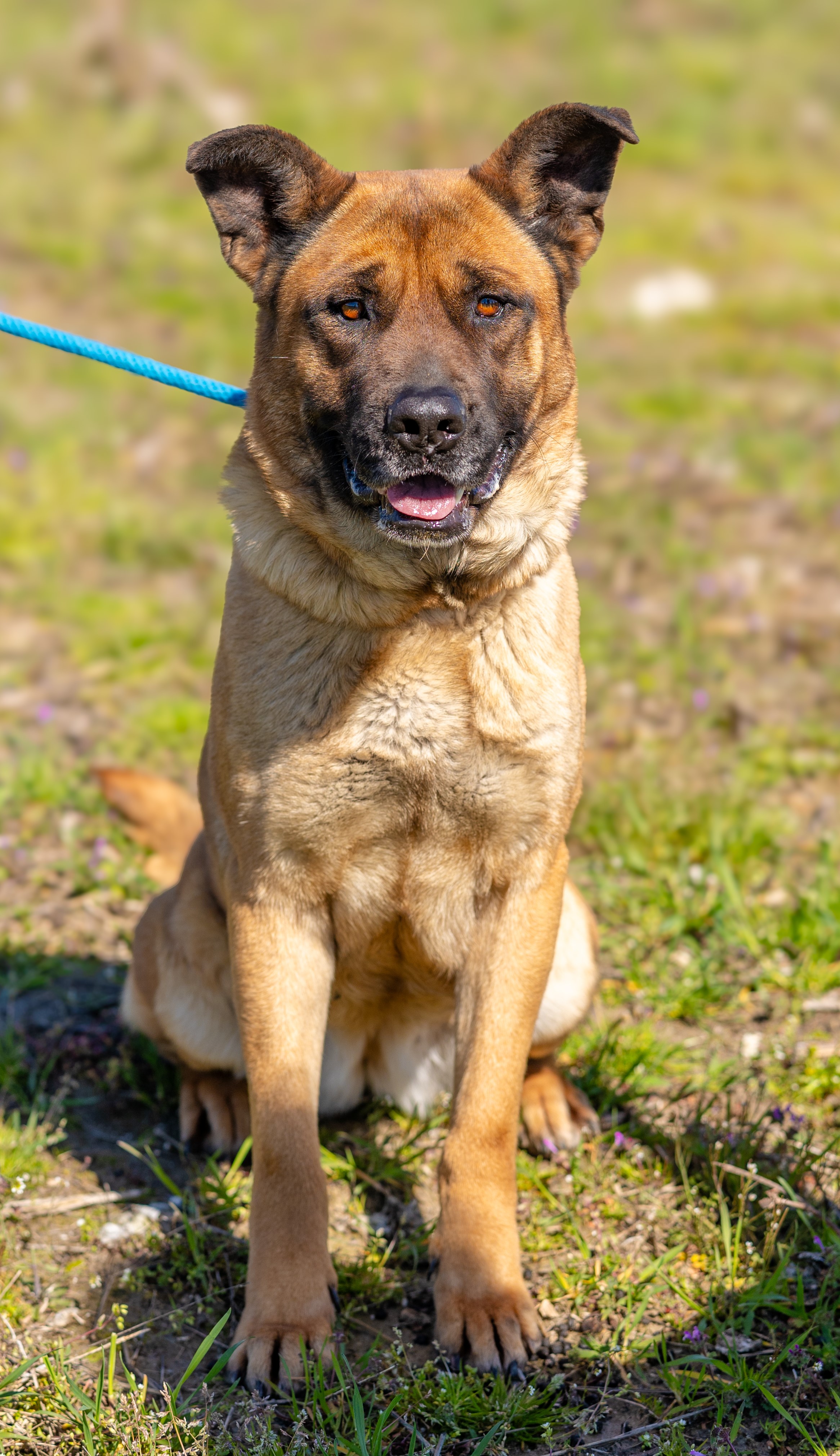 Bonnie-needs a foster, a Adoptable mixed breed in Chesapeake, VA image 4/6