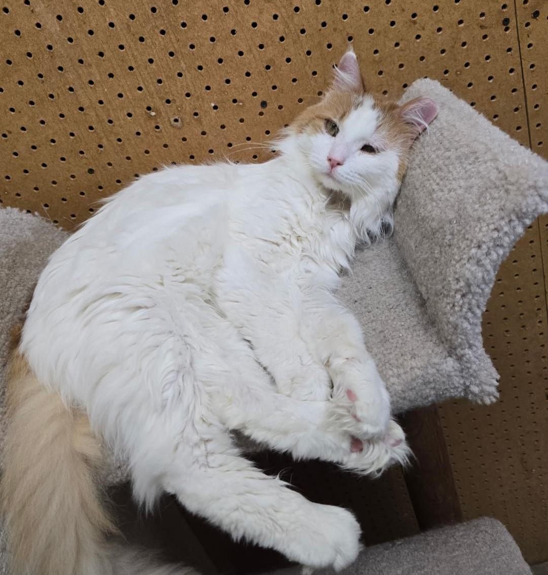 Marshmellow thumbnail 2