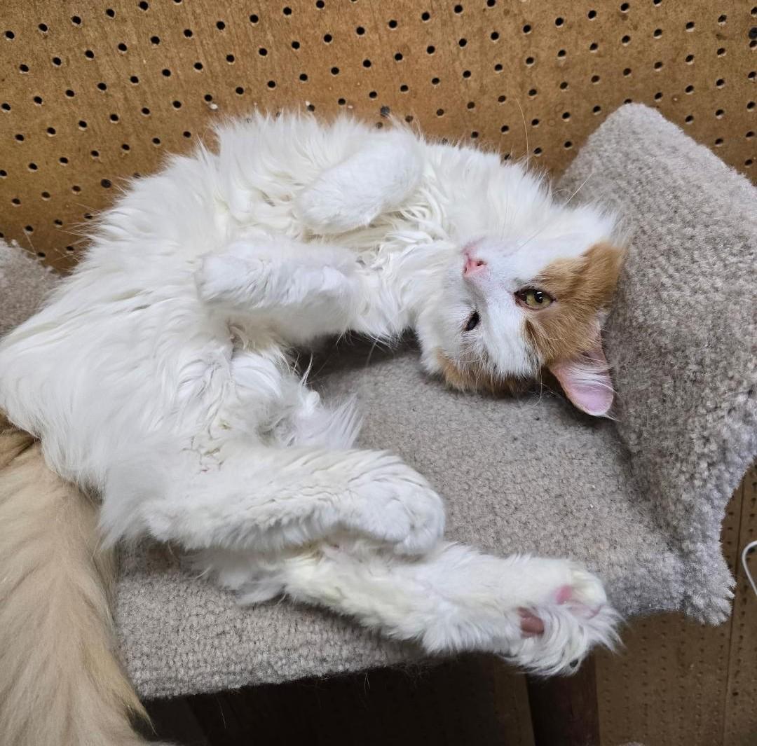 Marshmellow thumbnail 3