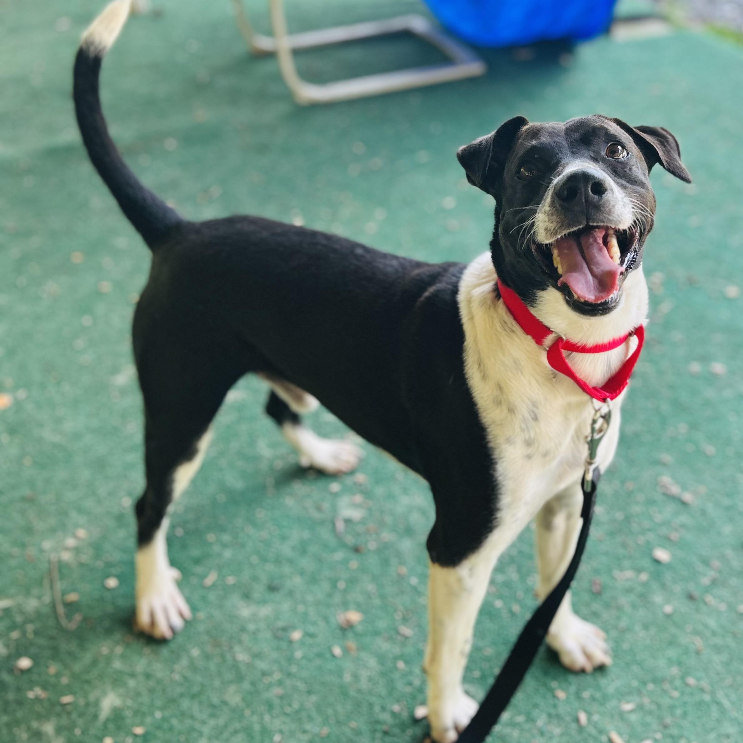 Enlarge Larry, a ADOPTABLE mixed breed in Cedarburg, WI image 2/6