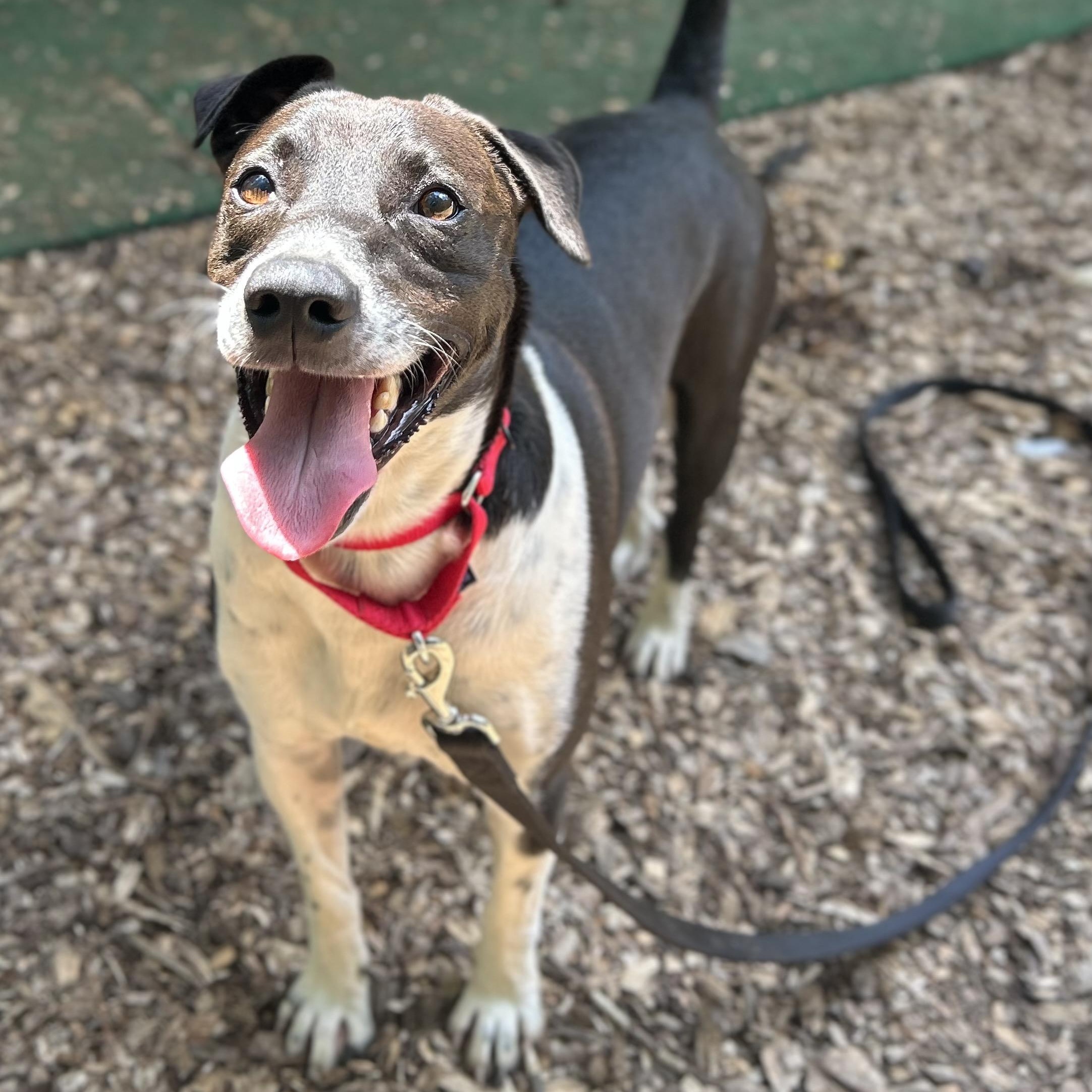 Enlarge Larry, a ADOPTABLE mixed breed in Cedarburg, WI image 3/6