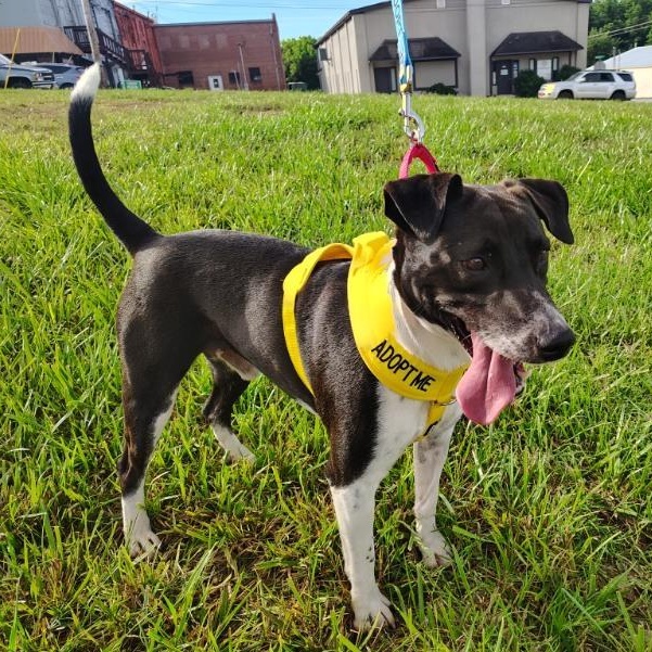 Enlarge Larry, a ADOPTABLE mixed breed in Cedarburg, WI image 4/6