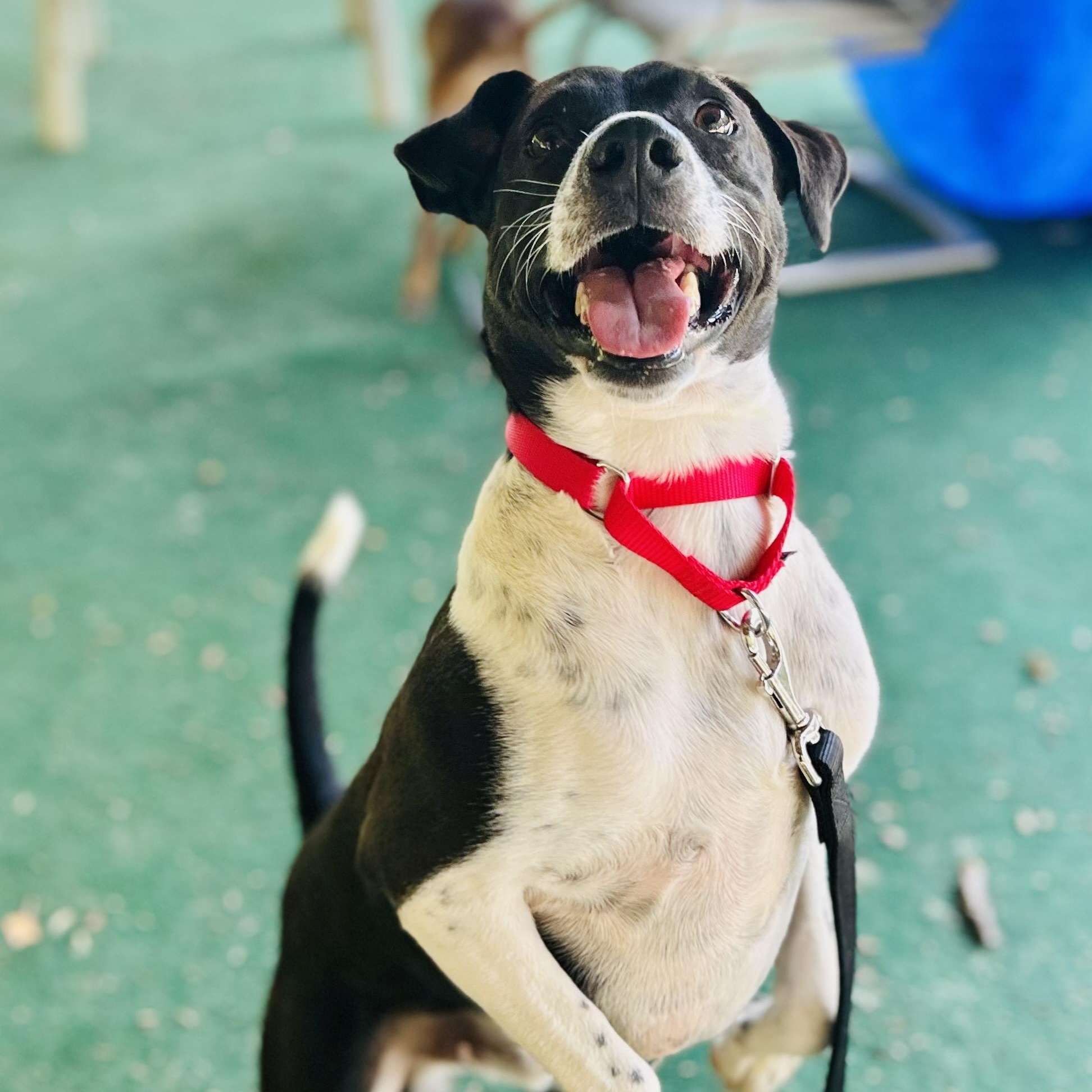 Enlarge Larry, a ADOPTABLE mixed breed in Cedarburg, WI image 5/6