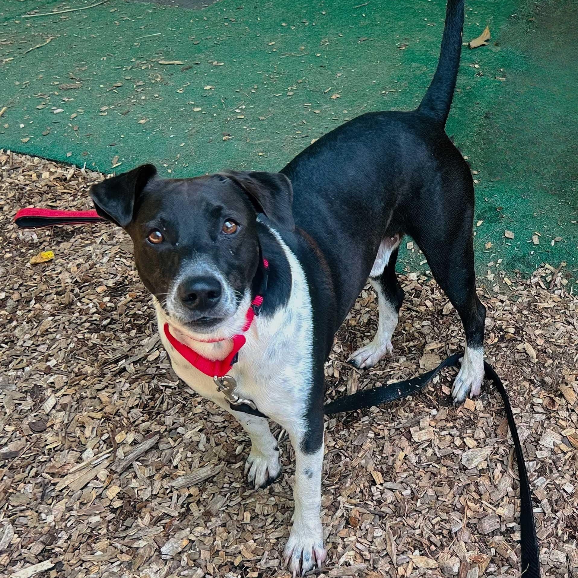 Enlarge Larry, a ADOPTABLE mixed breed in Cedarburg, WI image 6/6