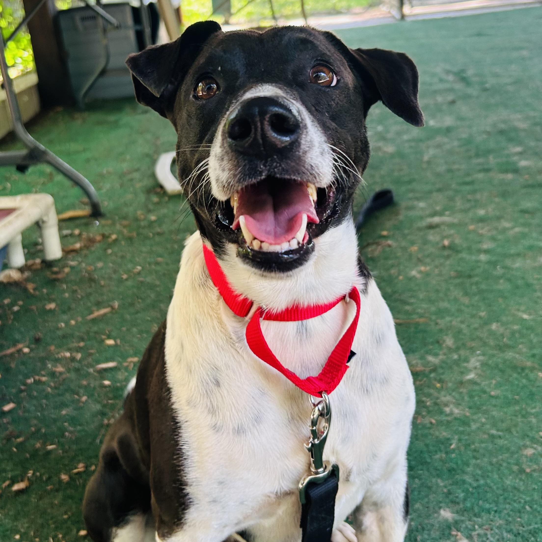 Enlarge Larry, a ADOPTABLE mixed breed in Cedarburg, WI image 1/6