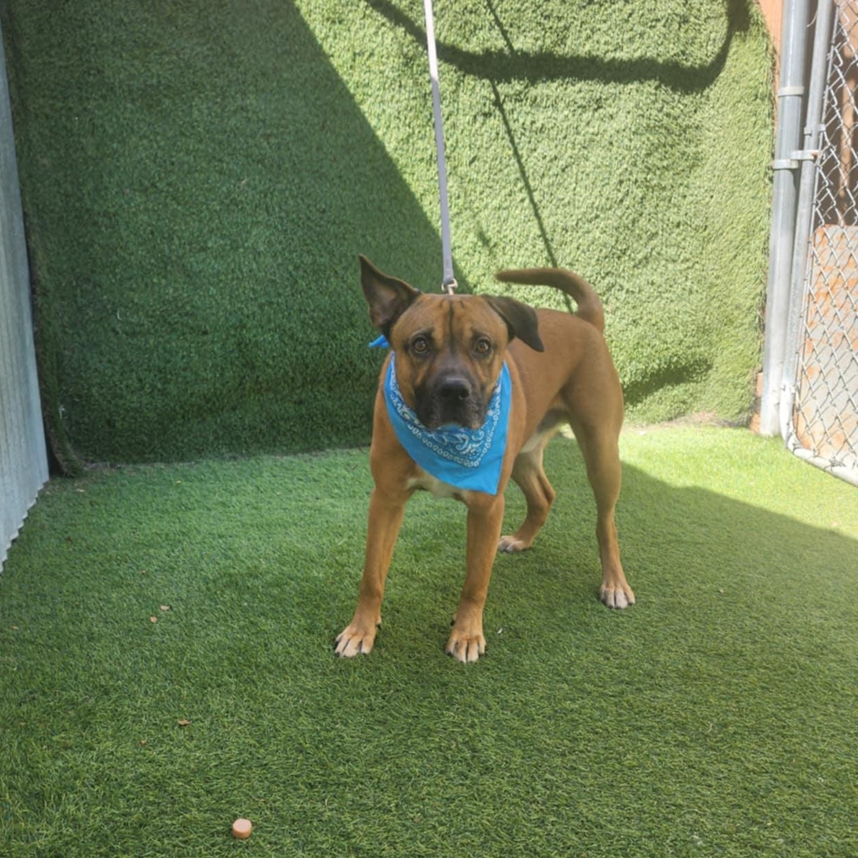 Grover — thumbnail 2