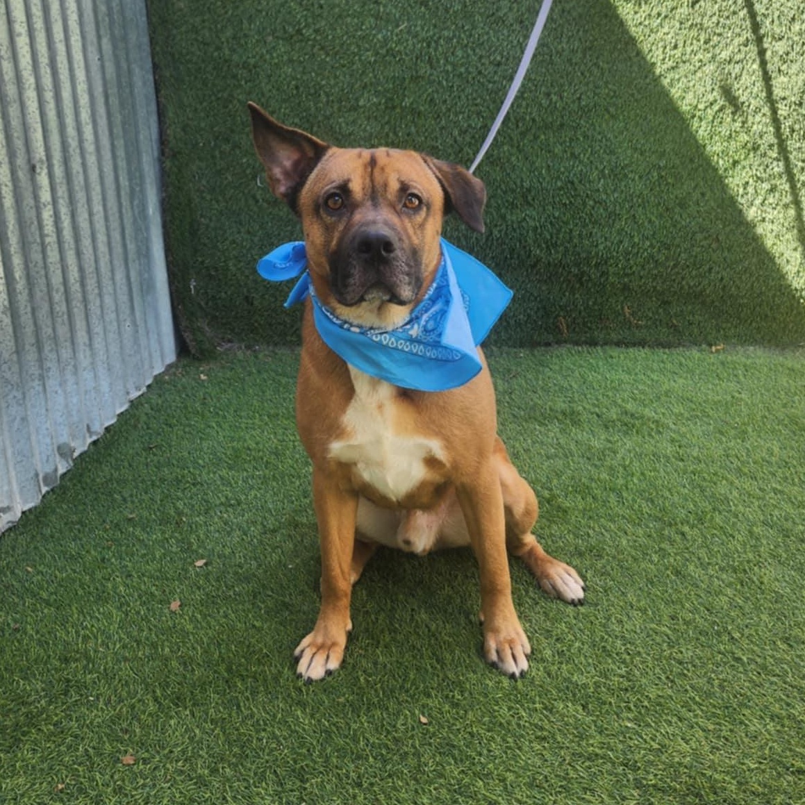 Grover — thumbnail 4