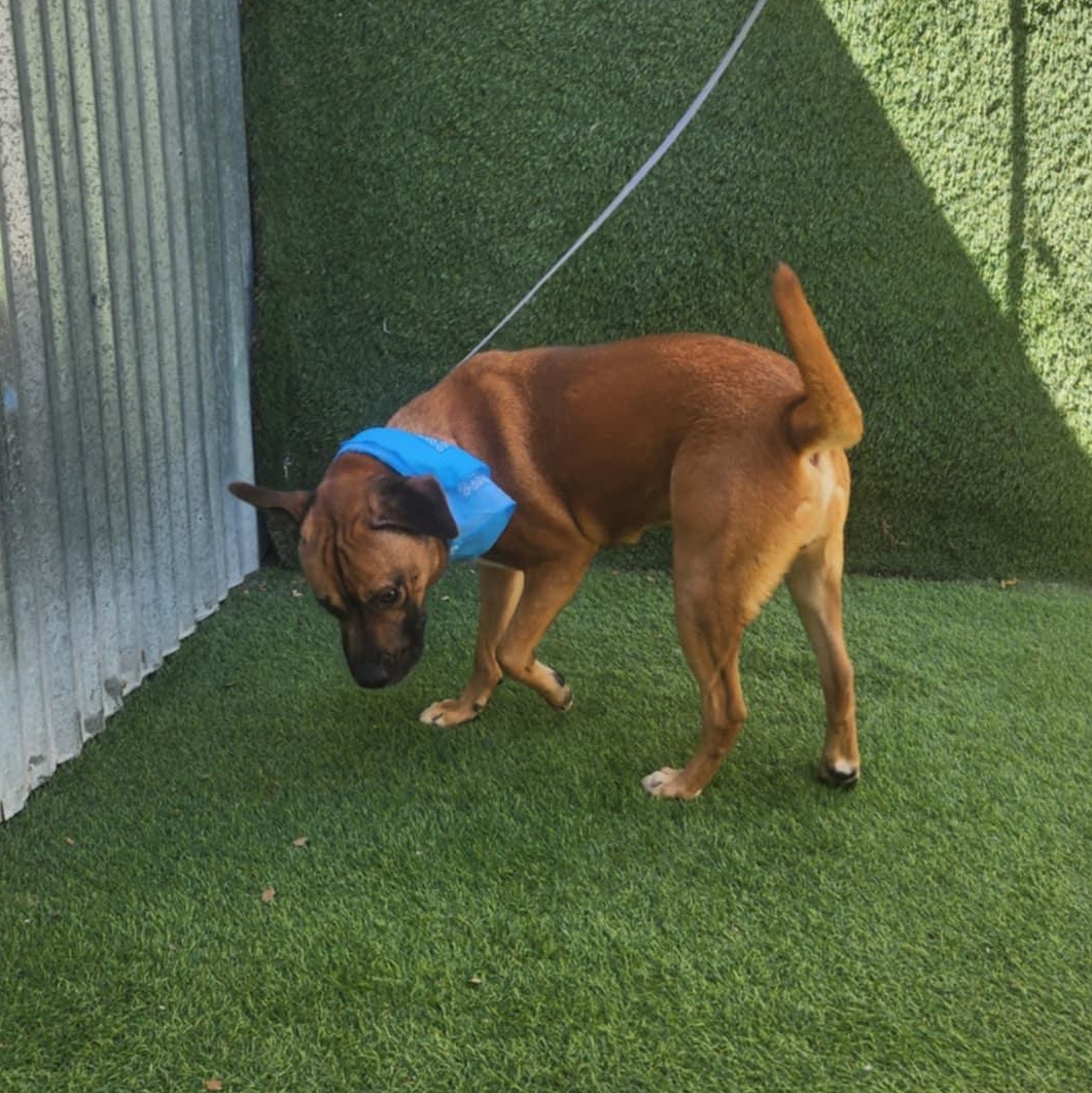 Grover — thumbnail 5