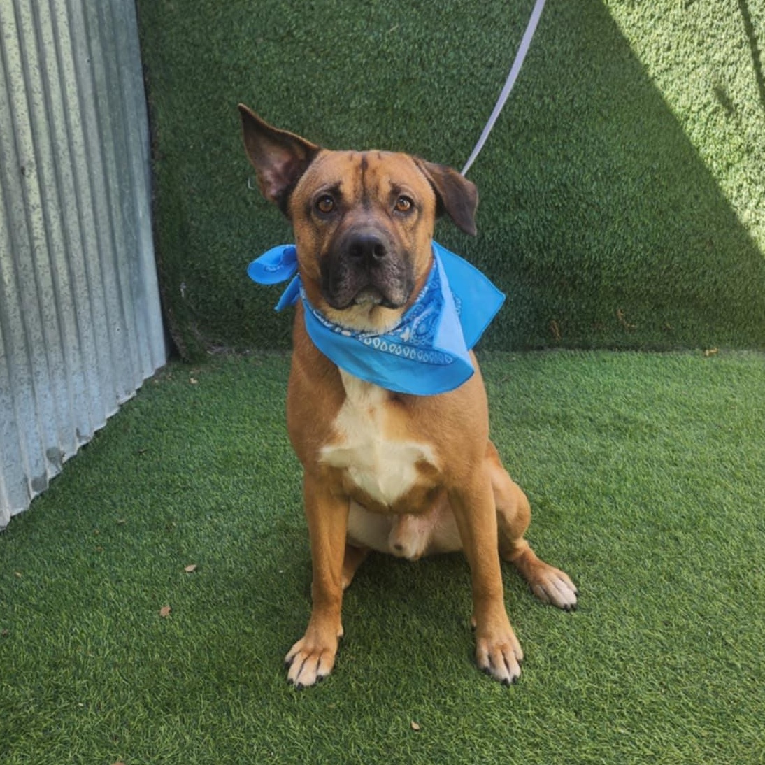 Grover — thumbnail 6