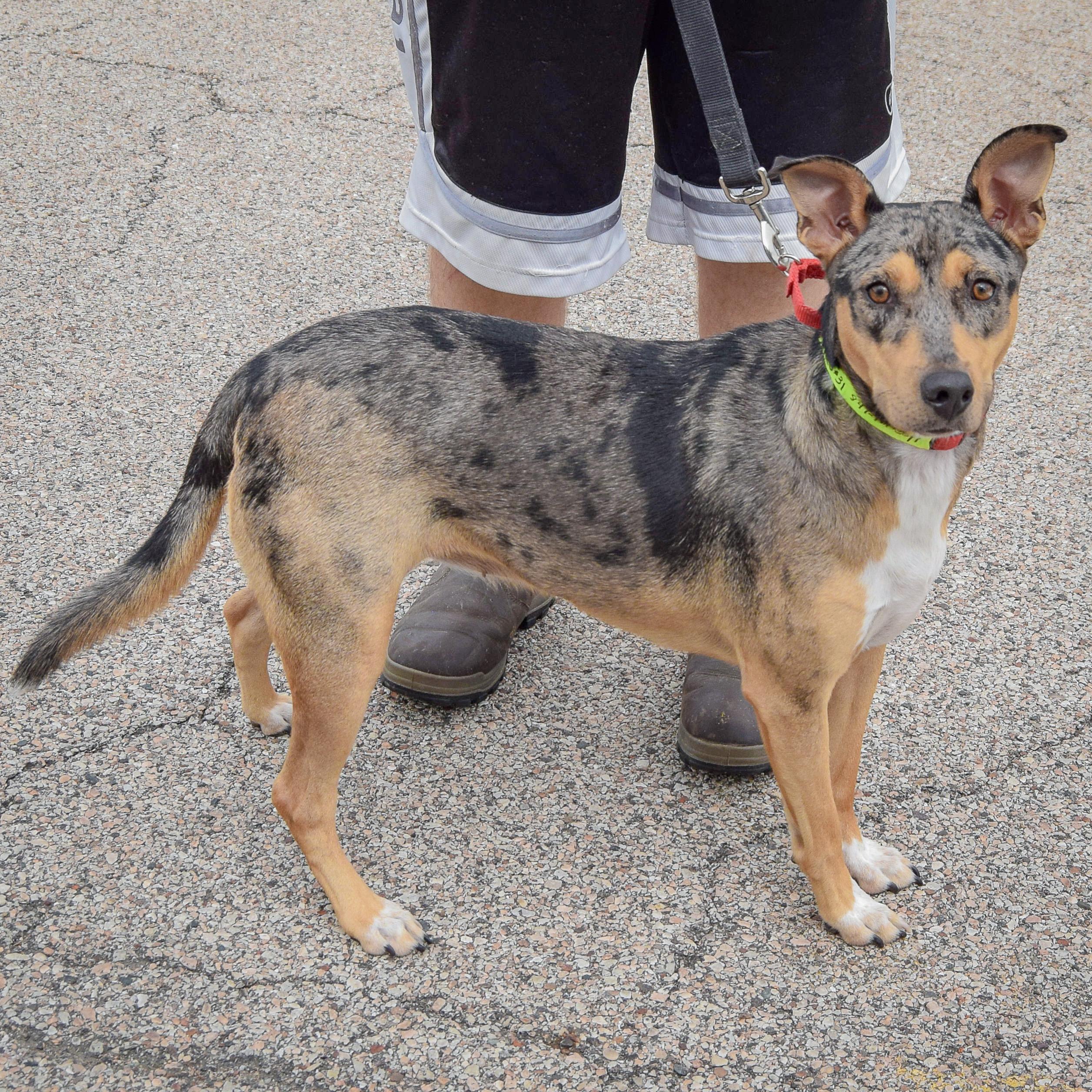 Enlarge Oreo, a Adopted mixed breed in Huntley, IL image 2/6