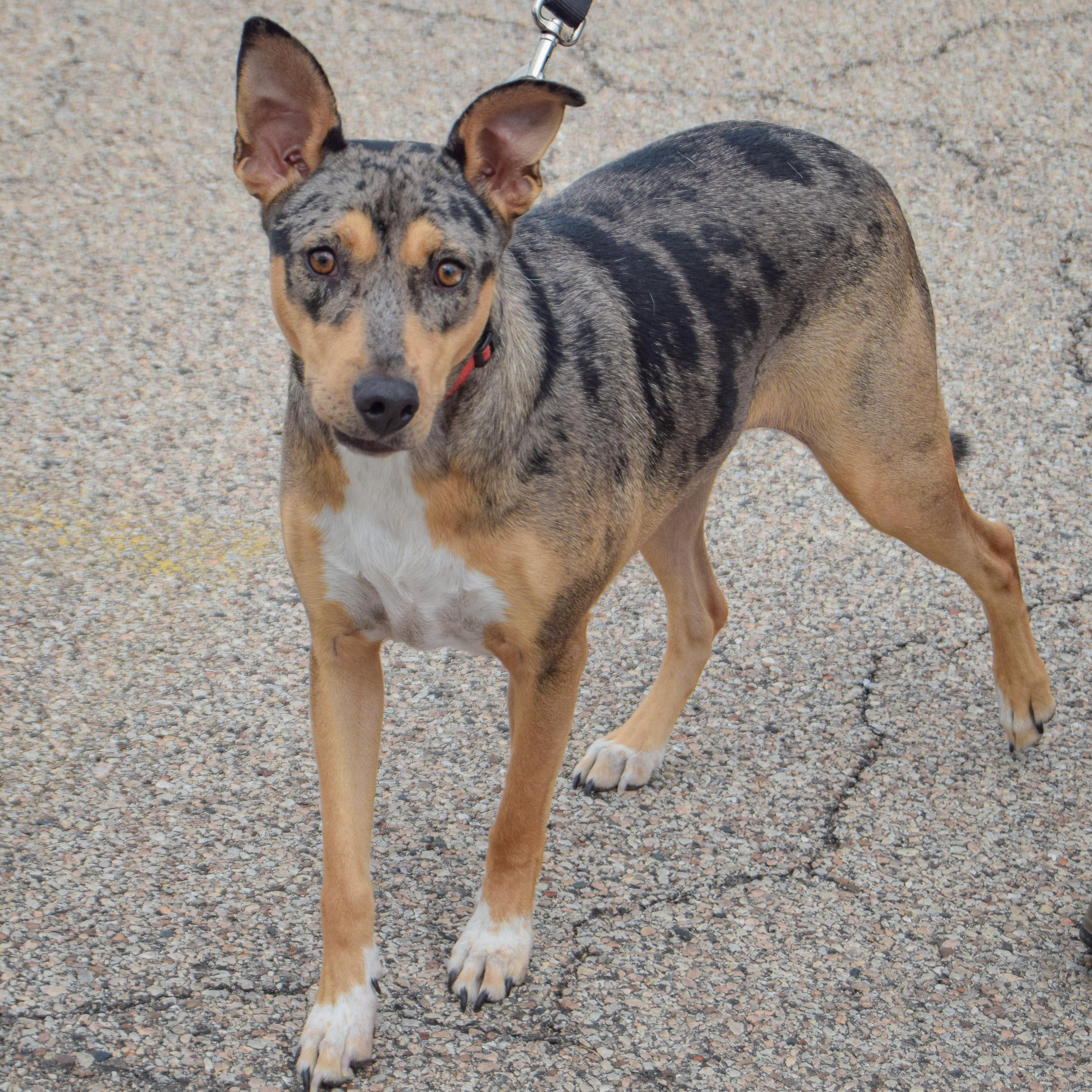 Enlarge Oreo, a Adopted mixed breed in Huntley, IL image 4/6