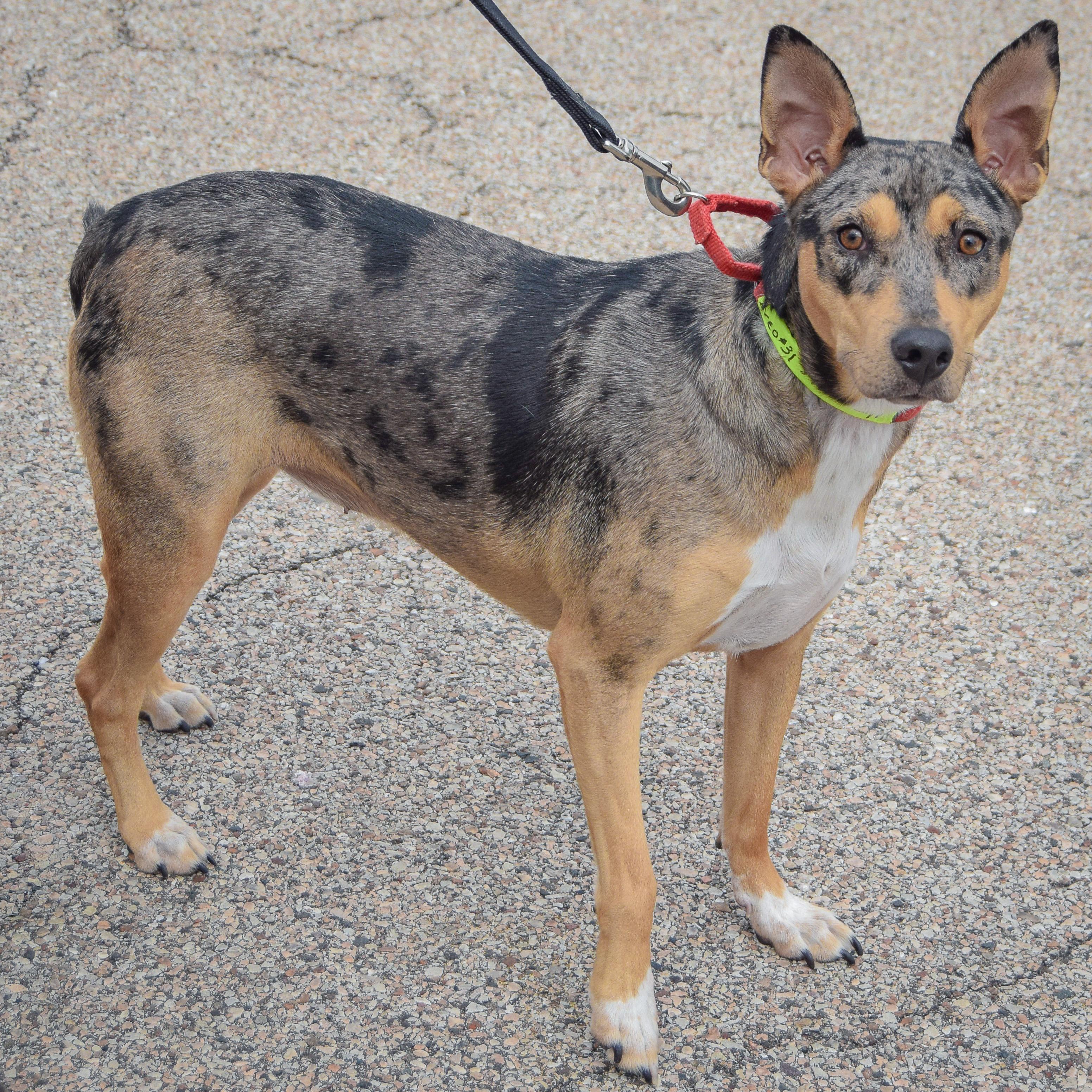 Enlarge Oreo, a Adopted mixed breed in Huntley, IL image 6/6