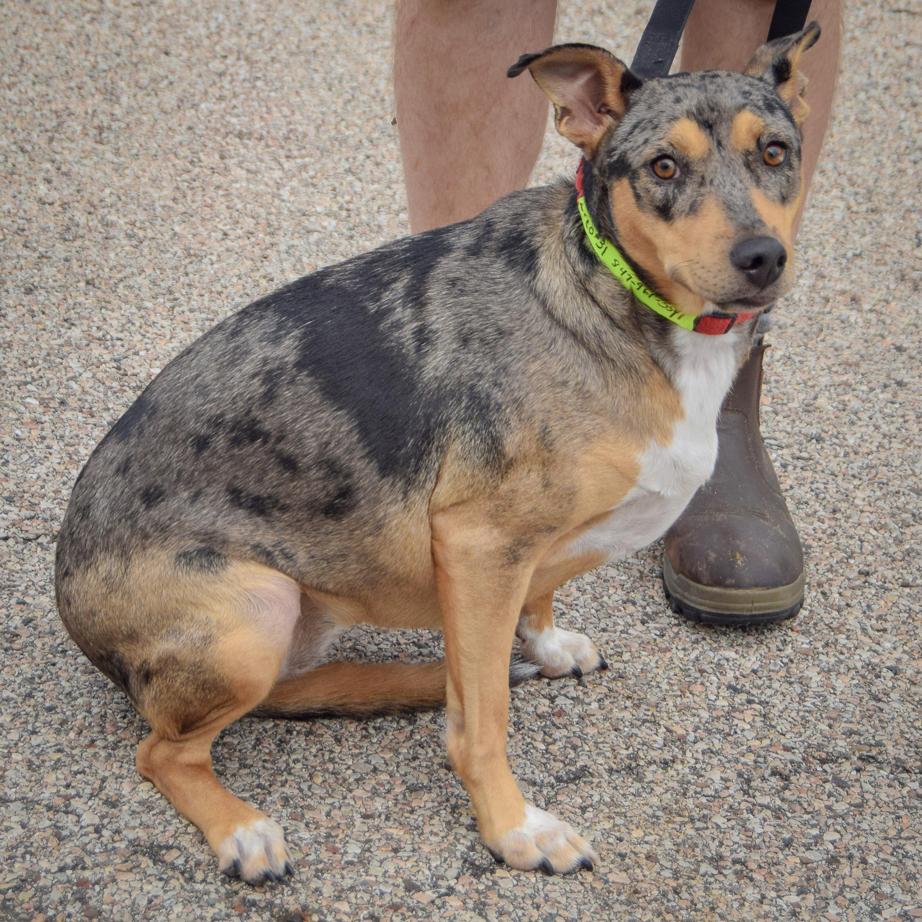Enlarge Oreo, a Adopted mixed breed in Huntley, IL image 5/6