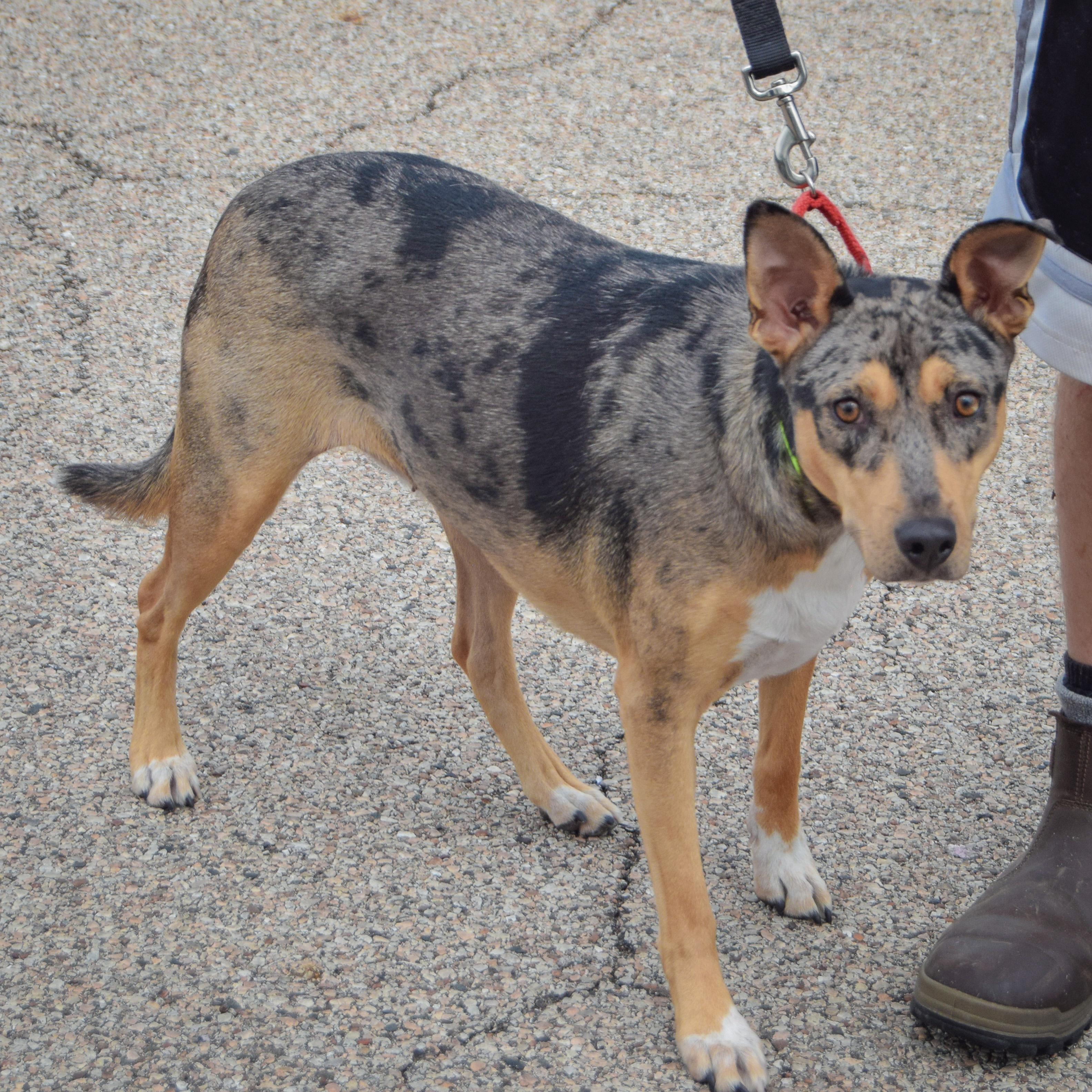Enlarge Oreo, a Adopted mixed breed in Huntley, IL image 3/6