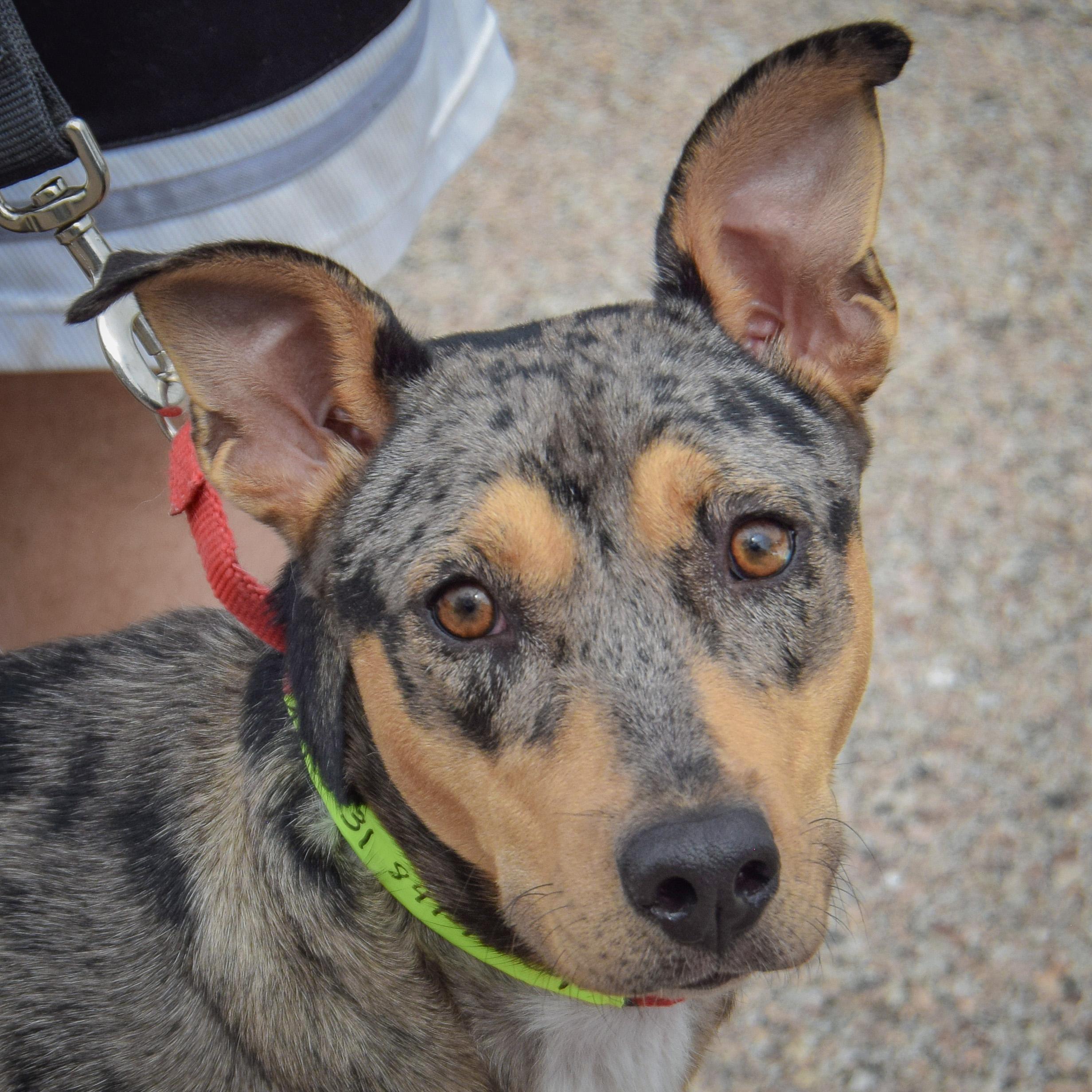 Oreo, Adopted, Young Female Australian Cattle Dog / Blue Heeler & Australian Kelpie.