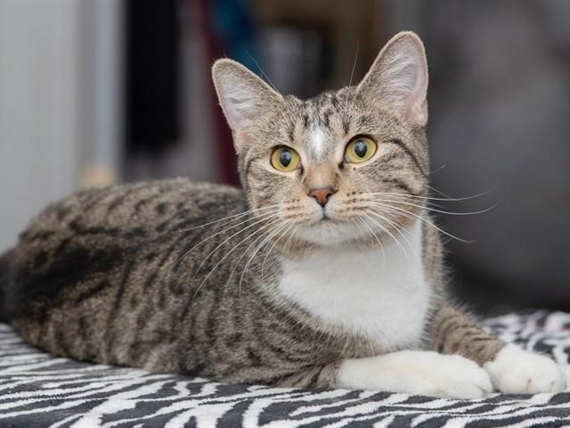 ANGORA, Adoptable, Young Female Domestic Short Hair.