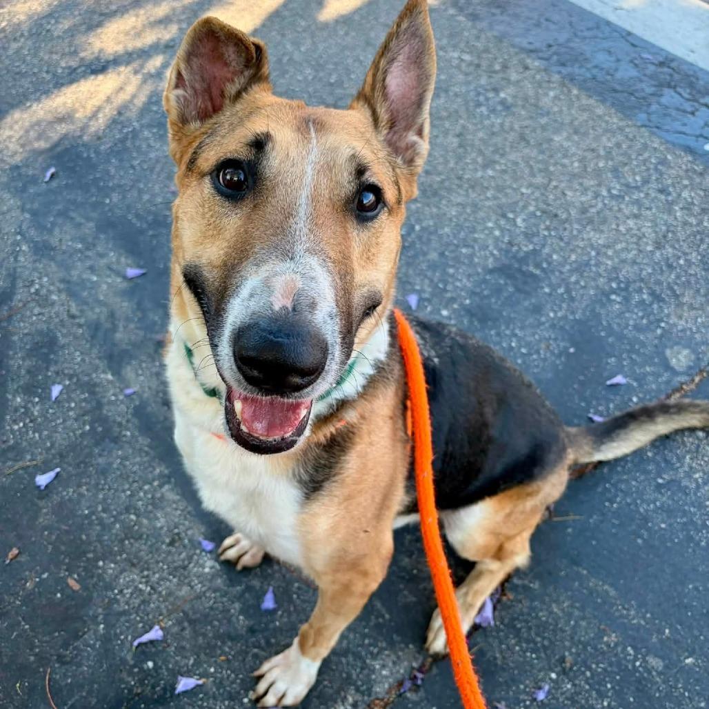 Artie (C000-502) - Costa Mesa Location, Adoptable, Adult Male German Shepherd Dog & Bull Terrier.