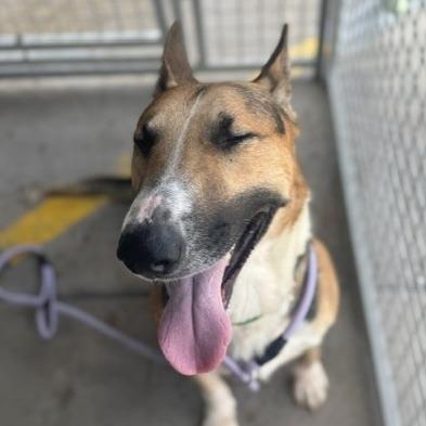 Barksdale (C000-502) - Chino Hills Location, Adoptable, Adult Male Bull Terrier & Shepherd.