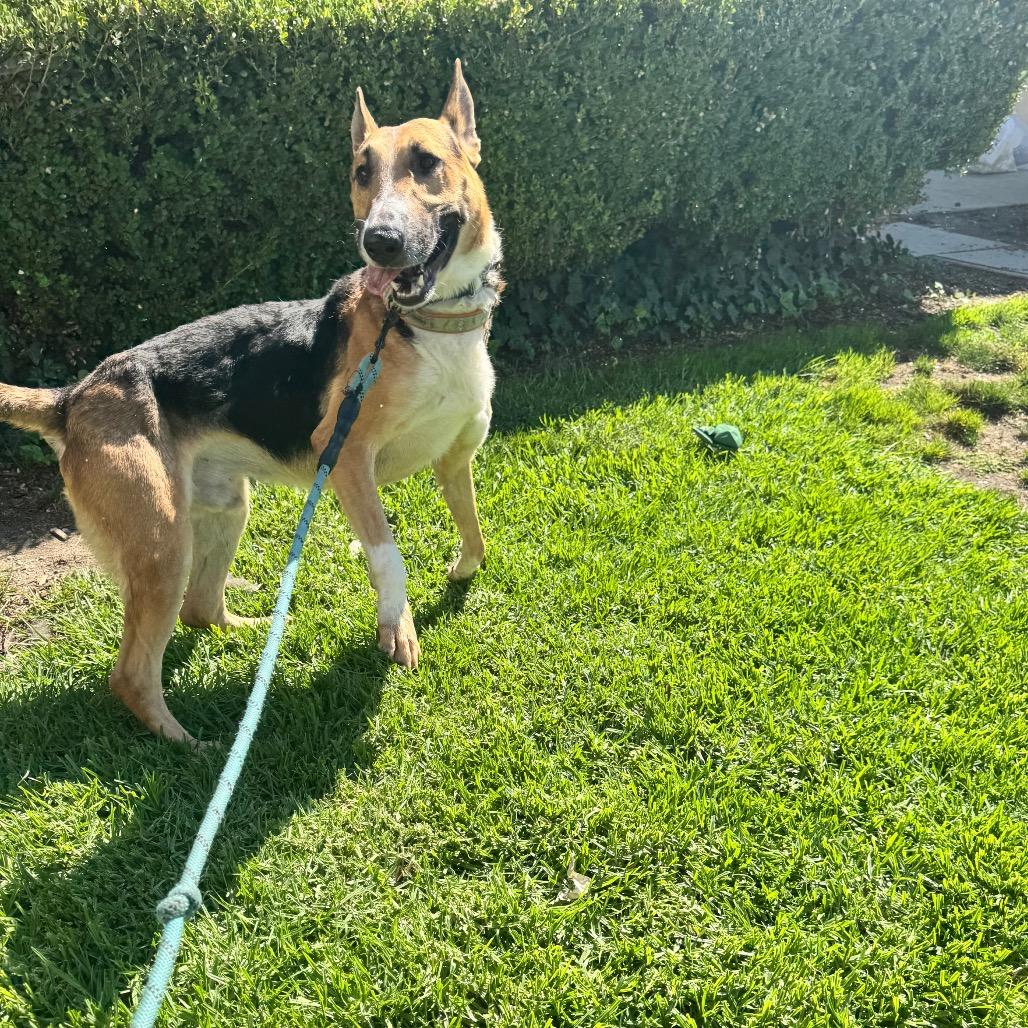 Enlarge Barksdale (C000-502) - Chino Hills Location, a Adoptable mixed breed in Chino Hills, CA image 2/6