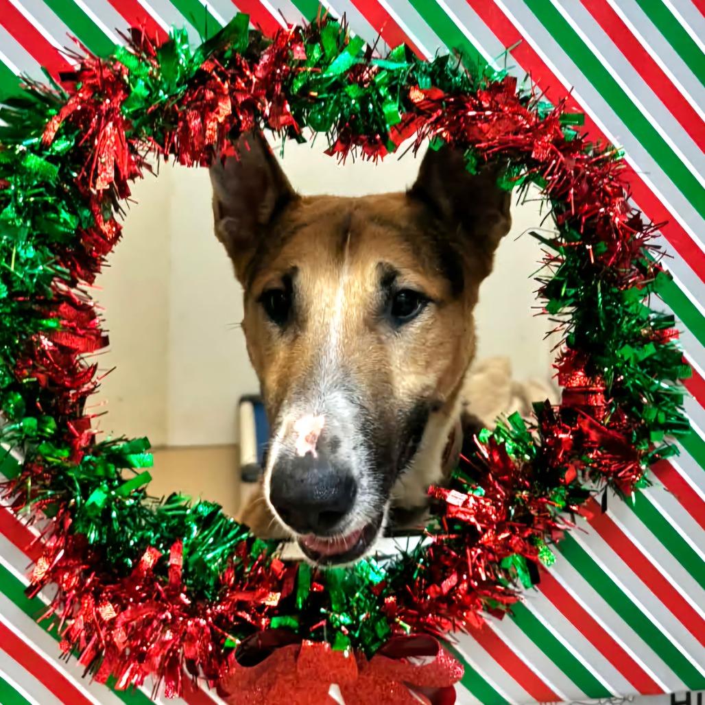 Enlarge Barksdale (C000-502) - Chino Hills Location, a Adoptable mixed breed in Chino Hills, CA image 3/6