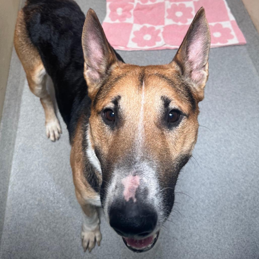 Enlarge Barksdale (C000-502) - Chino Hills Location, a Adoptable mixed breed in Chino Hills, CA image 4/6