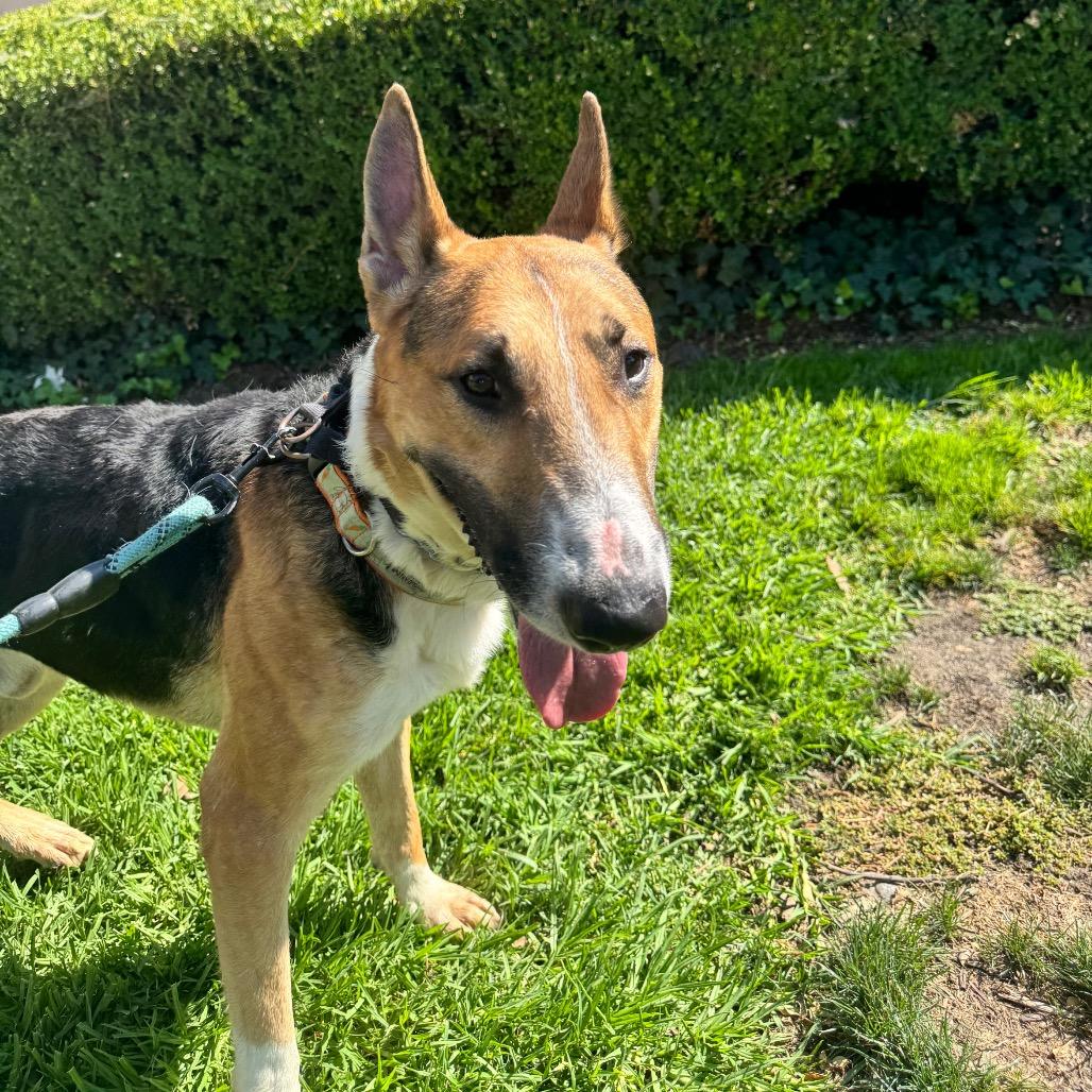 Enlarge Barksdale (C000-502) - Chino Hills Location, a Adoptable mixed breed in Chino Hills, CA image 5/6