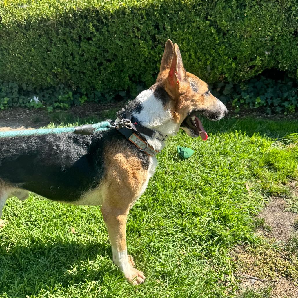 Waffles City Of Industry thumbnail 5