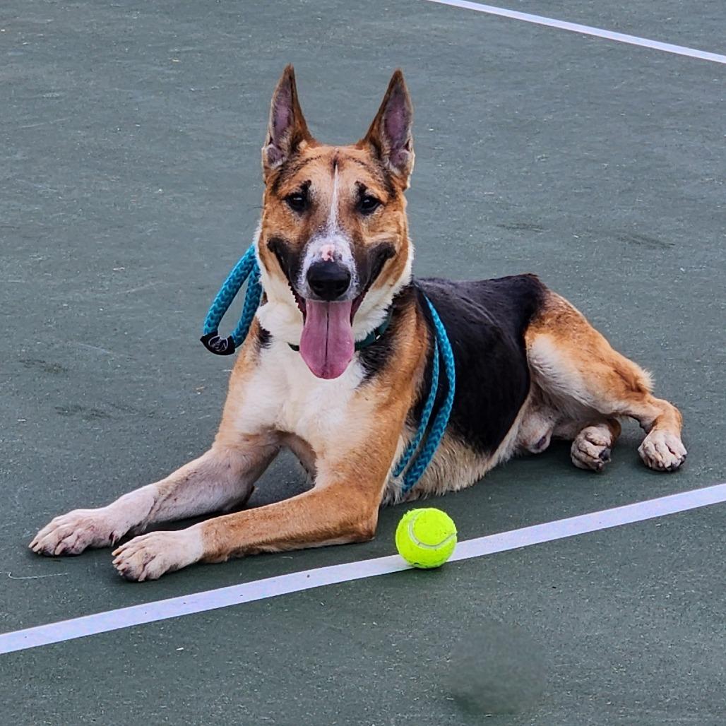 Enlarge Waffles (C000-502) - City of Industry Location, a Adoptable mixed breed in Chino Hills, CA image 6/6